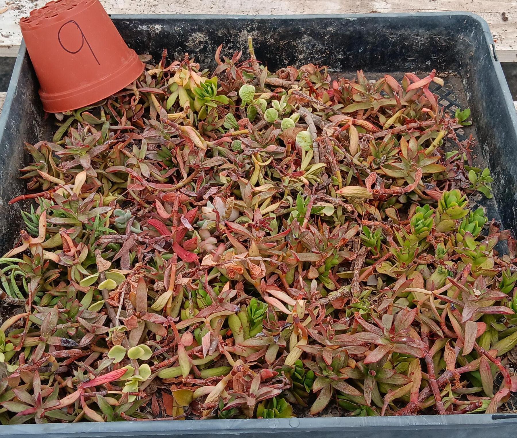 Facebook Succulent TLC SPECIALS
