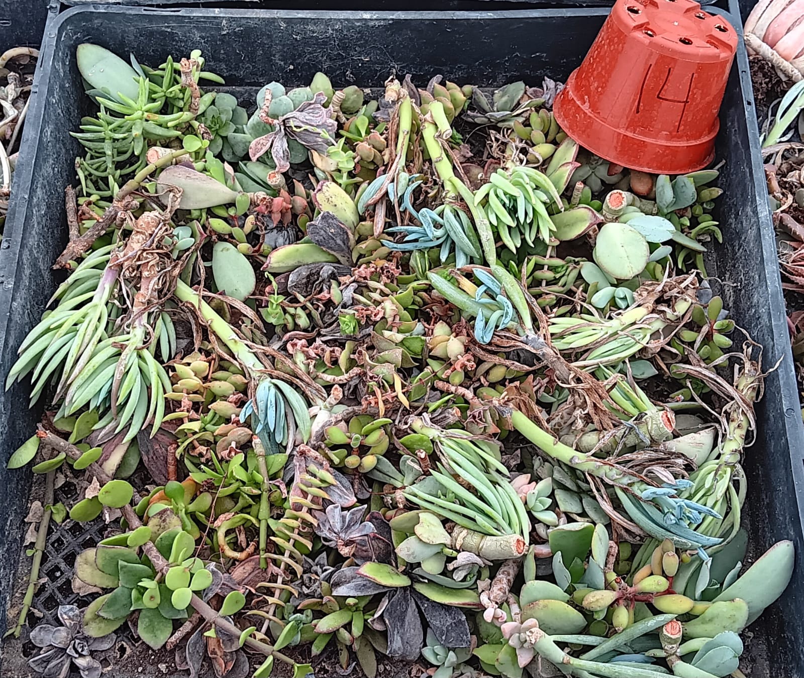 Facebook Succulent TLC SPECIALS-Succulent - Small-The Succulent Source