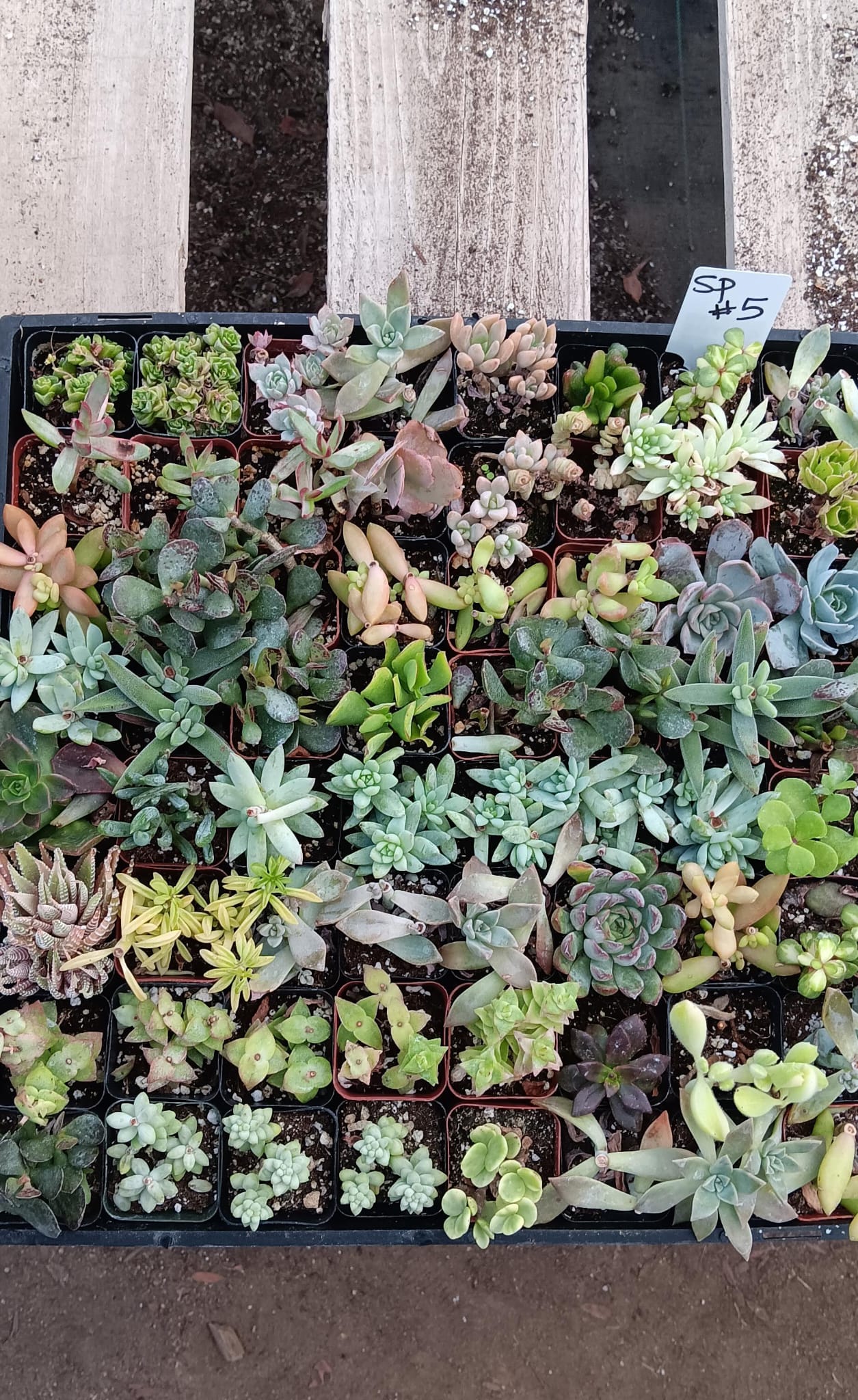 Facebook SPECIALS-Succulent - Small-The Succulent Source