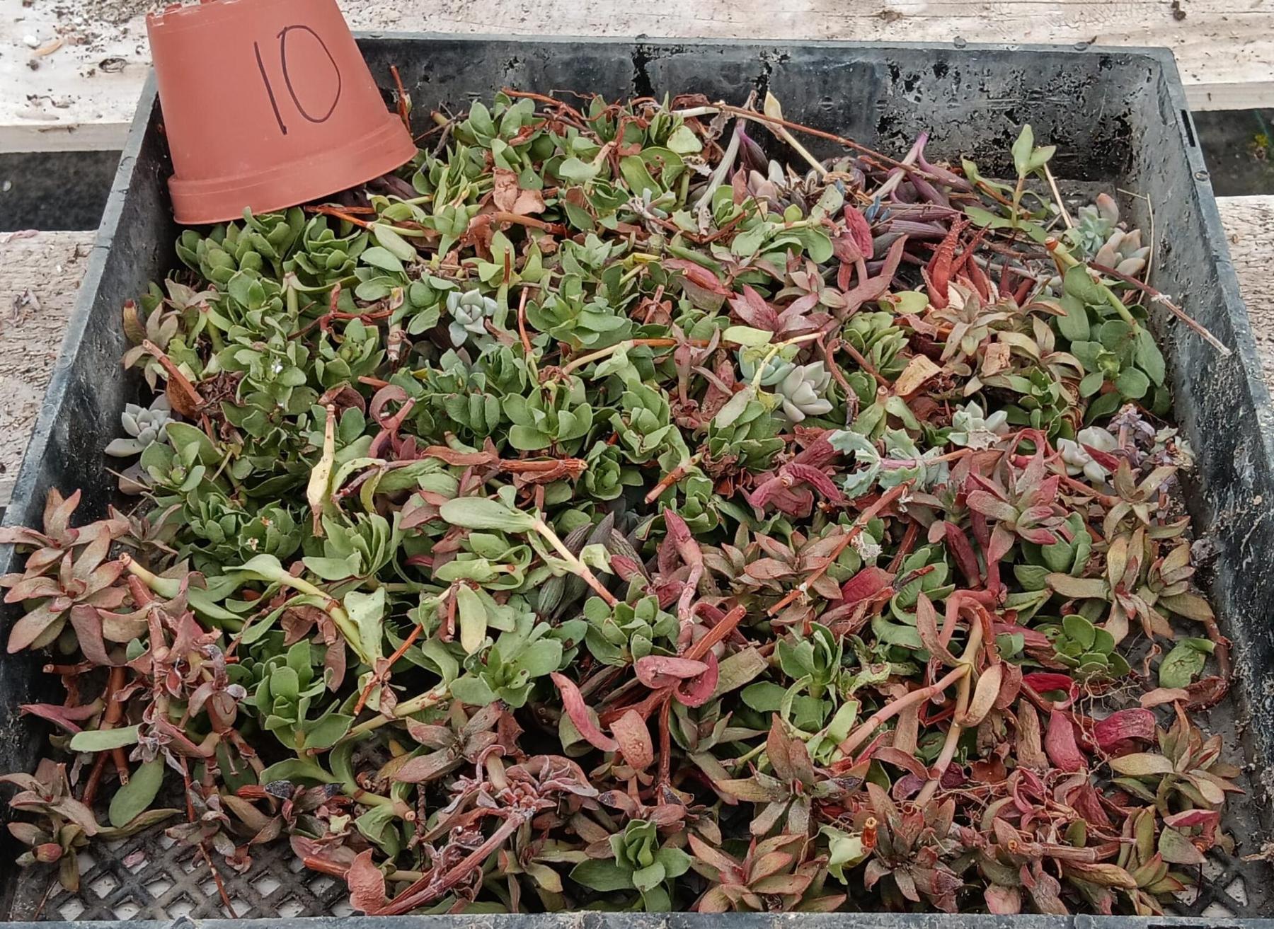 Facebook Succulent TLC SPECIALS