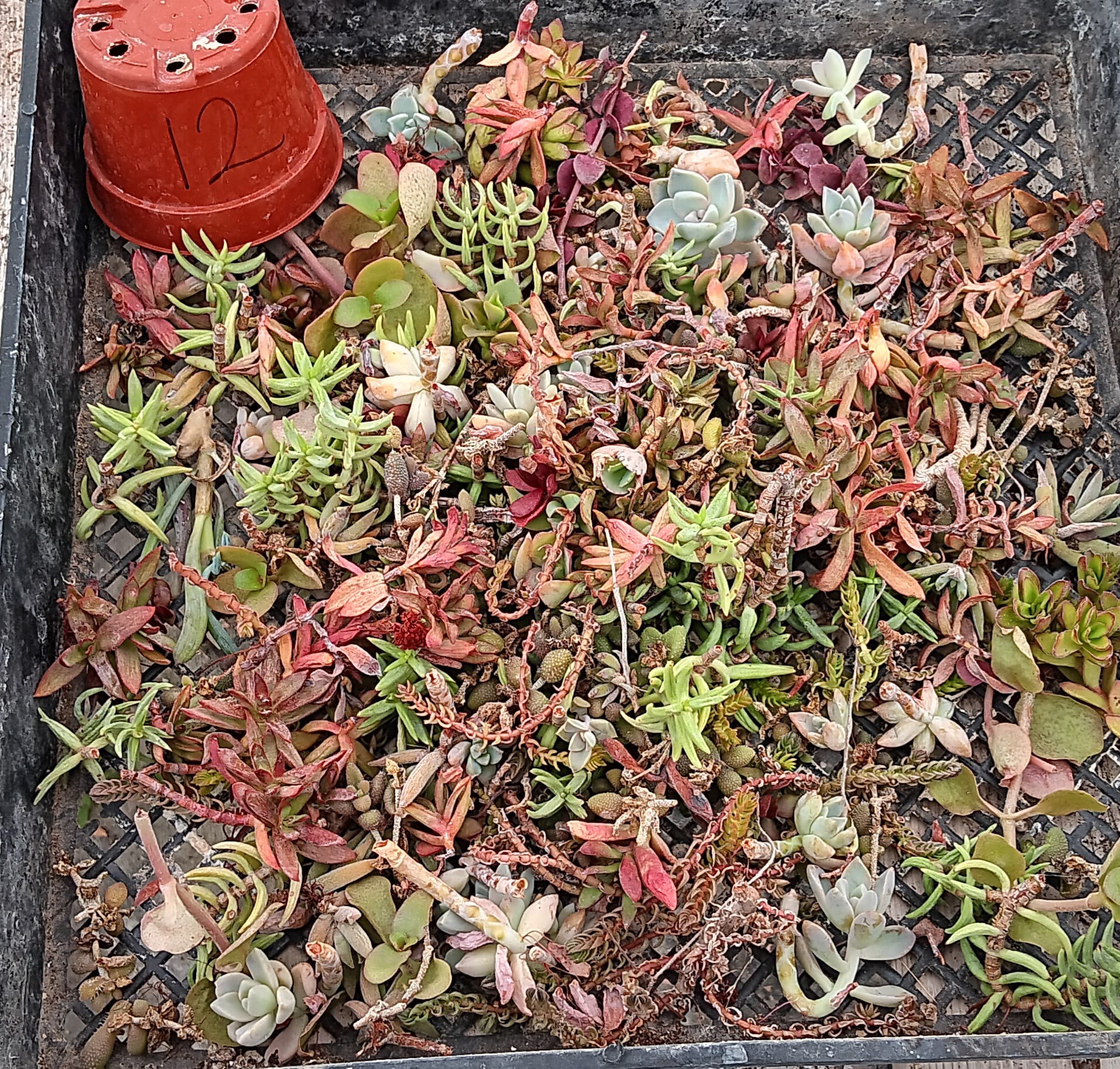 Facebook Succulent TLC SPECIALS-Succulent - Small-The Succulent Source