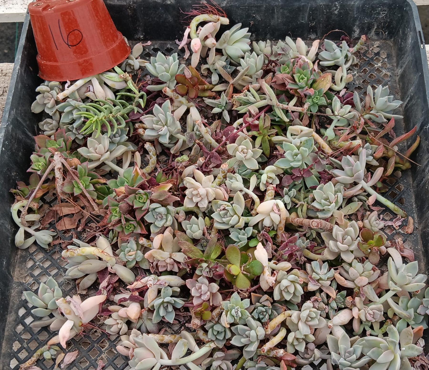 Facebook Succulent TLC SPECIALS-Succulent - Small-The Succulent Source