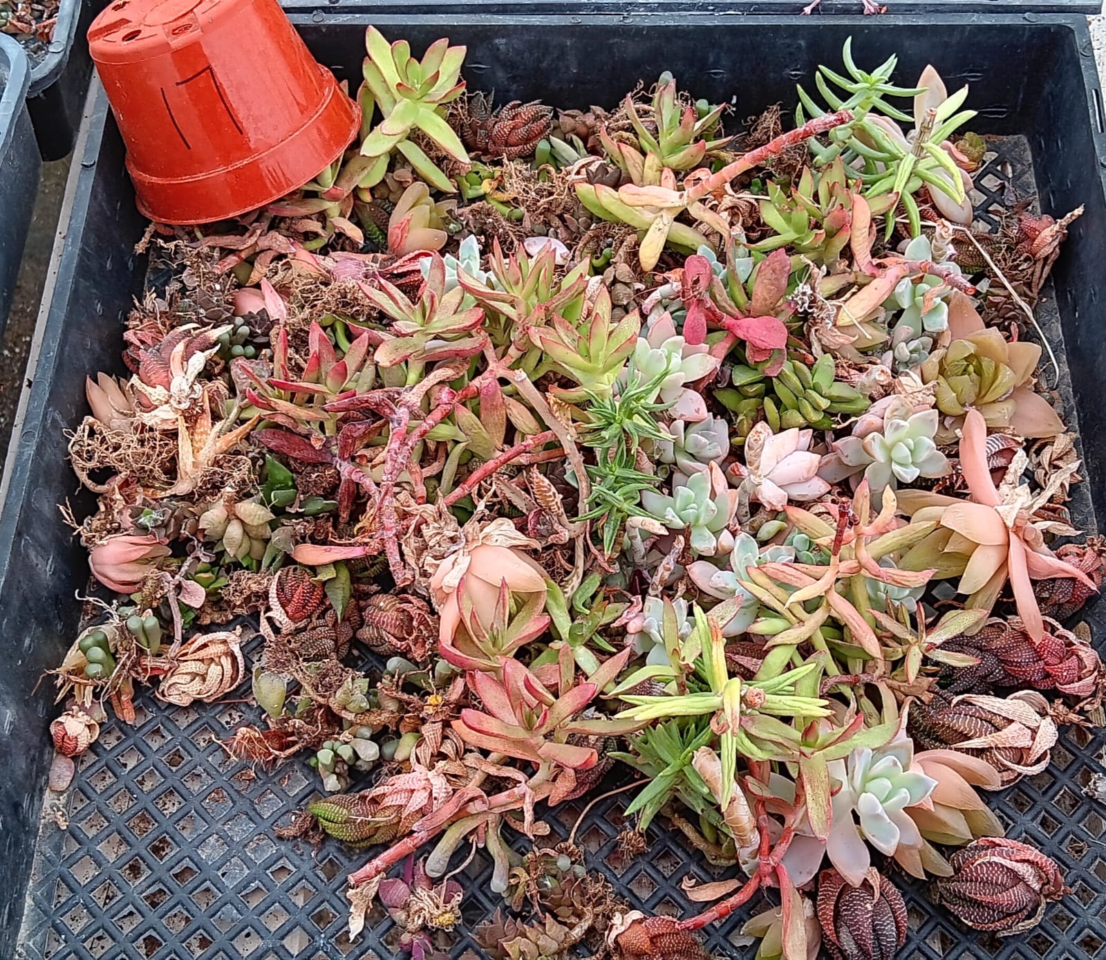 Facebook Succulent TLC SPECIALS-Succulent - Small-The Succulent Source