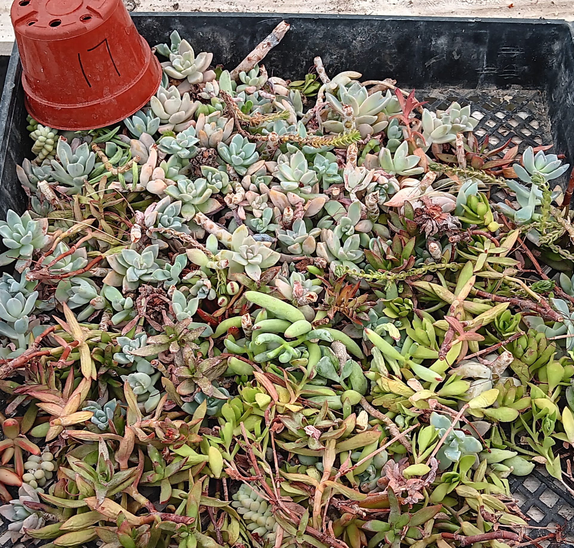 Facebook Succulent TLC SPECIALS-Succulent - Small-The Succulent Source