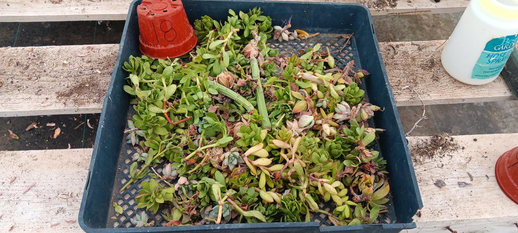 Facebook Succulent TLC SPECIALS-Succulent - Small-The Succulent Source