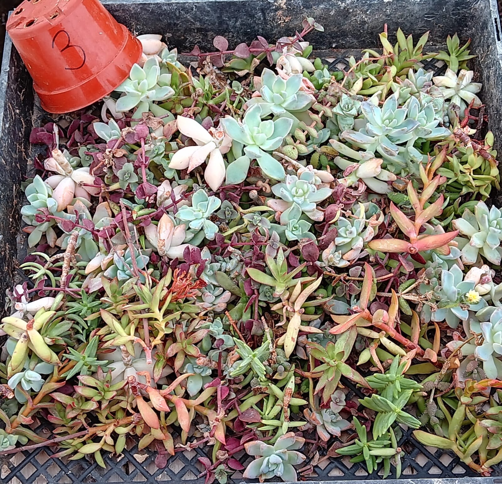 Facebook Succulent TLC SPECIALS-Succulent - Small-The Succulent Source