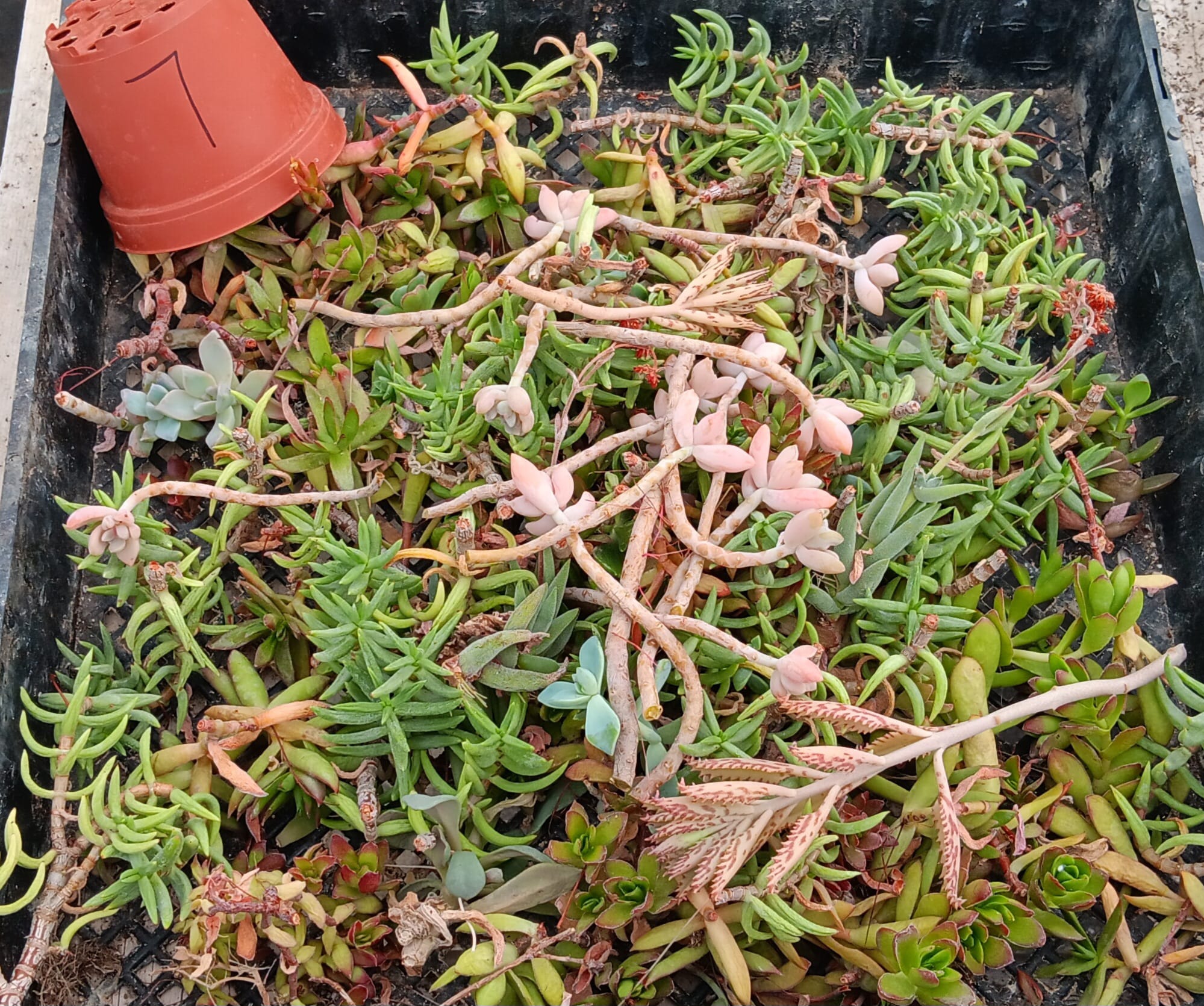 Facebook Succulent TLC SPECIALS-Succulent - Small-The Succulent Source