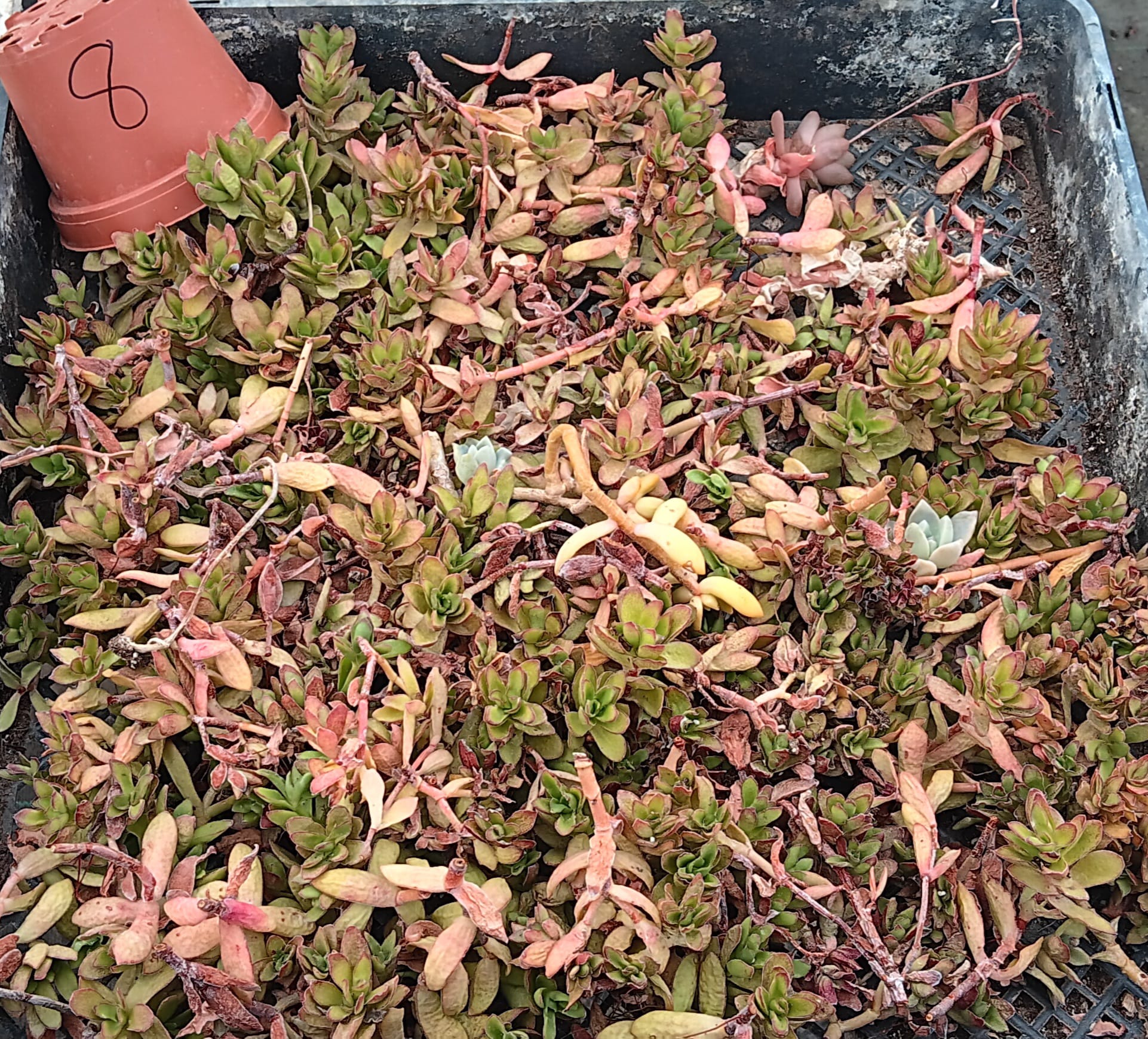 Facebook Succulent TLC SPECIALS-Succulent - Small-The Succulent Source