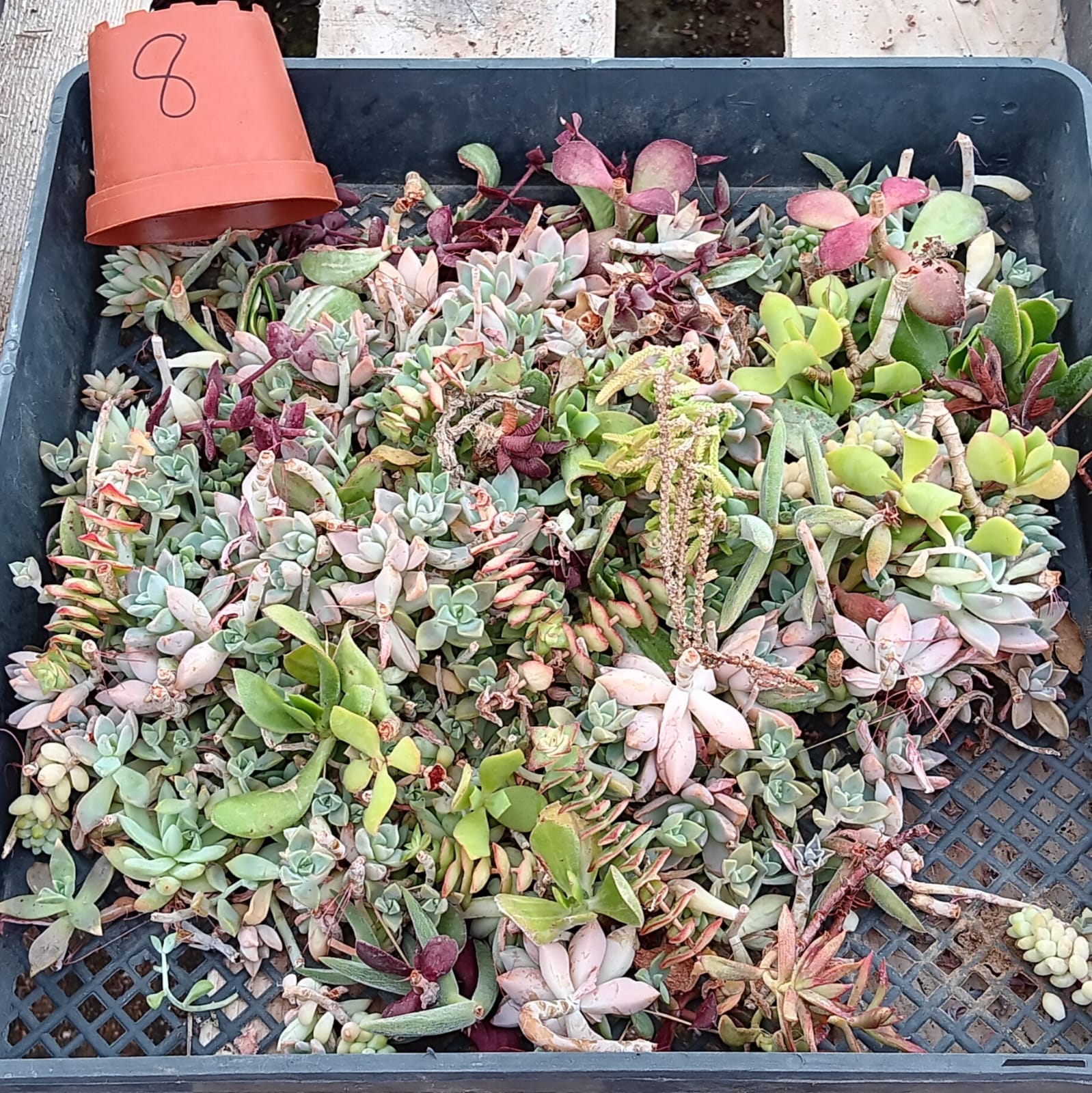 Facebook Succulent TLC SPECIALS-Succulent - Small-The Succulent Source