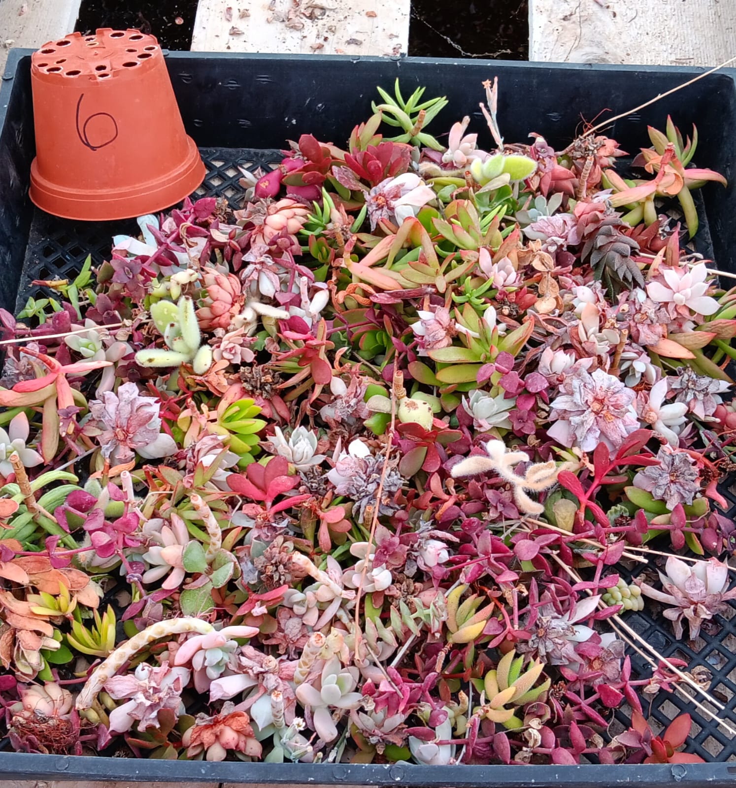 Facebook Succulent TLC SPECIALS-Succulent - Small-The Succulent Source