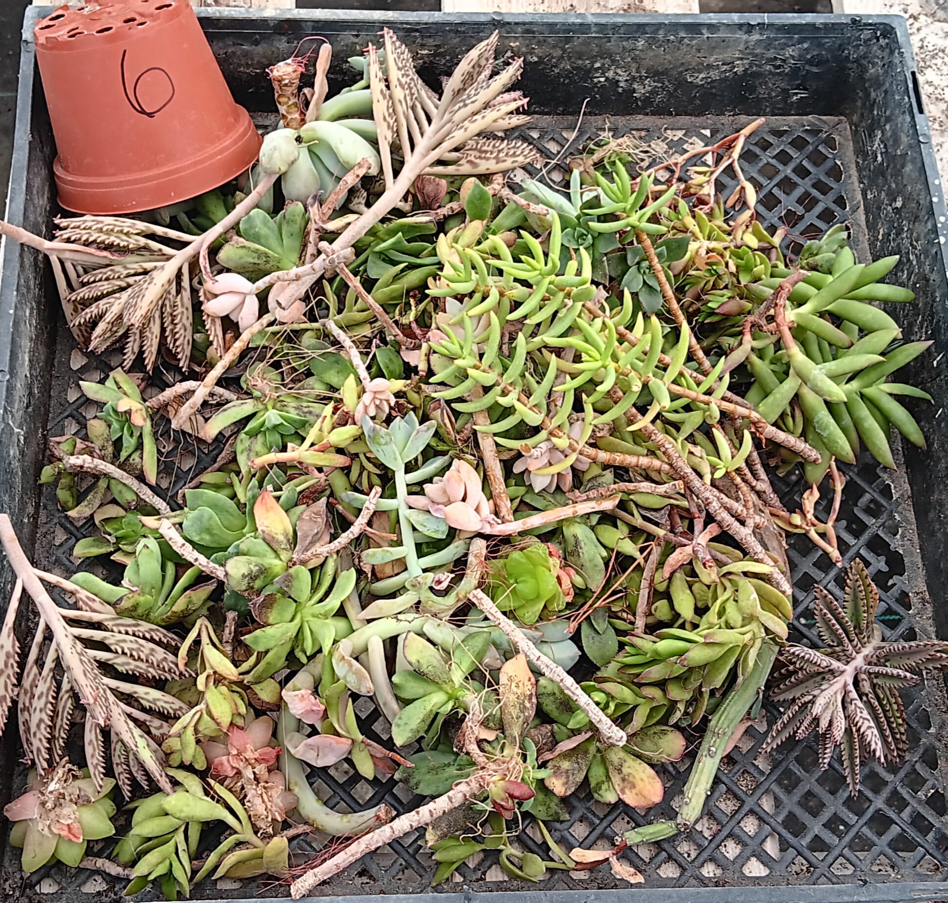 Facebook Succulent TLC SPECIALS-Succulent - Small-The Succulent Source