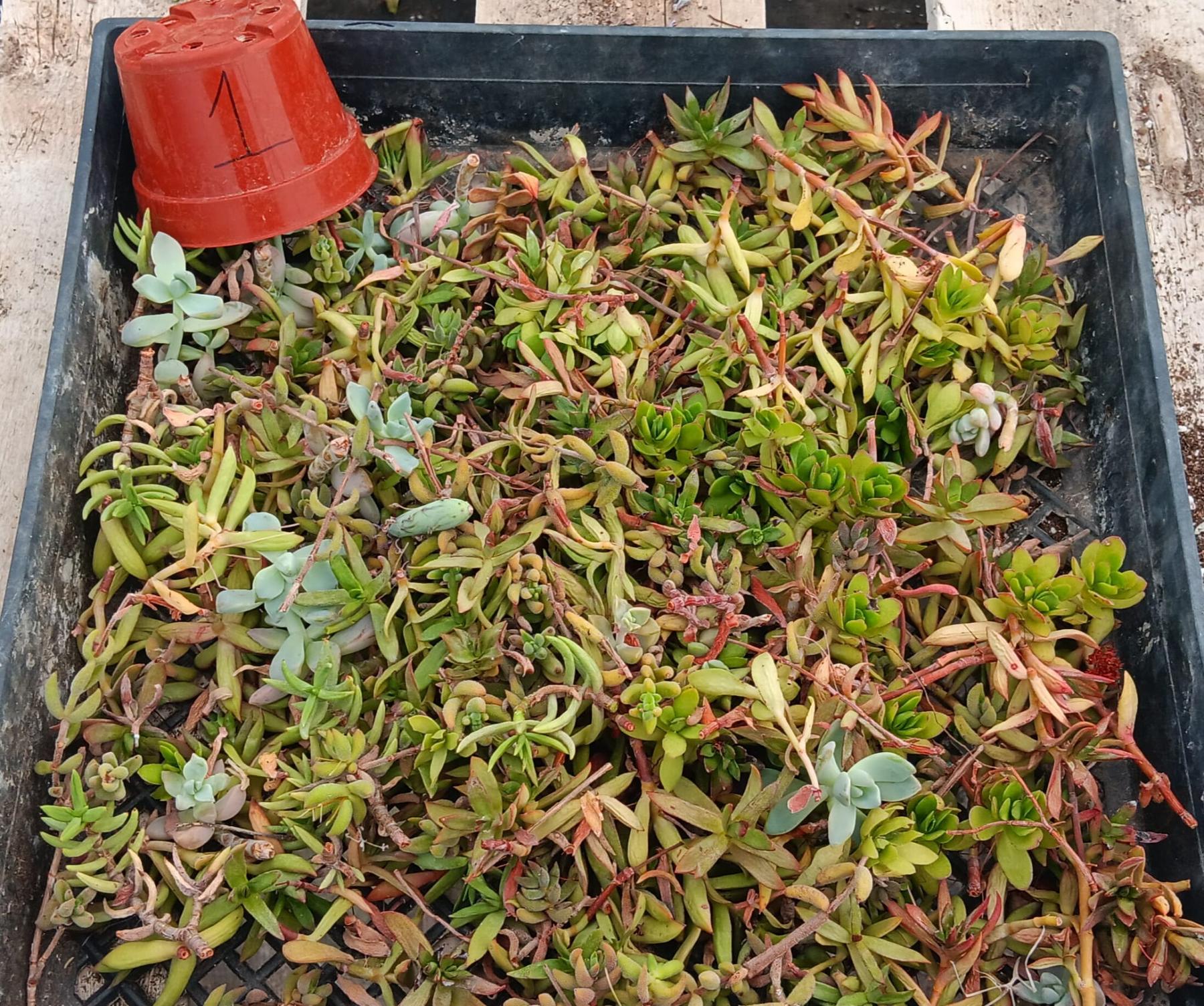 Facebook Succulent TLC SPECIALS-Succulent - Small-The Succulent Source
