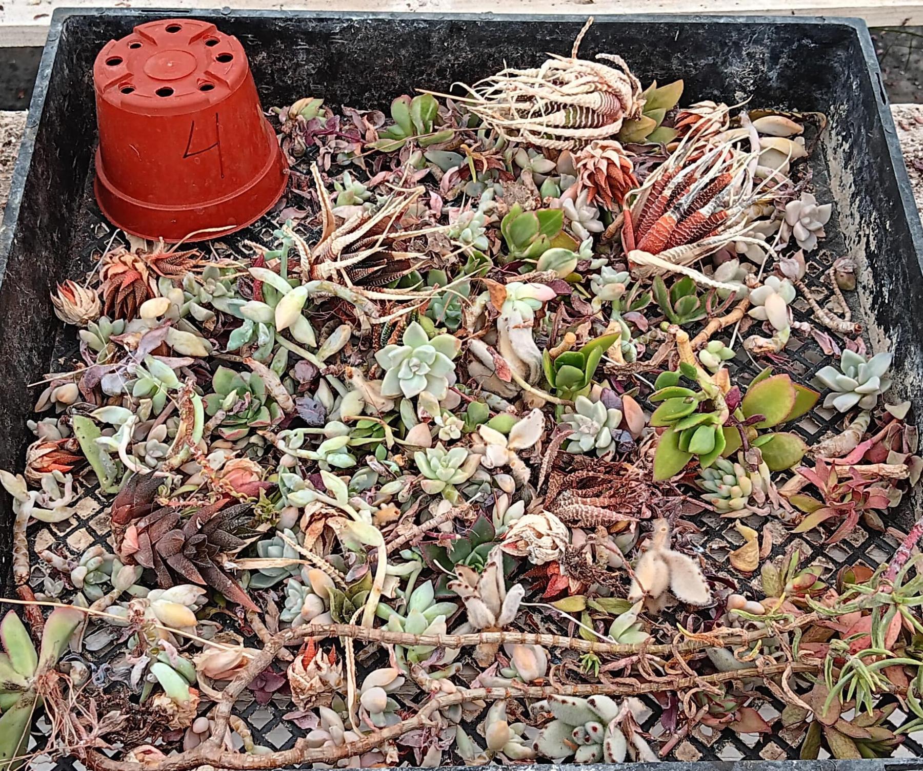 Facebook Succulent TLC SPECIALS