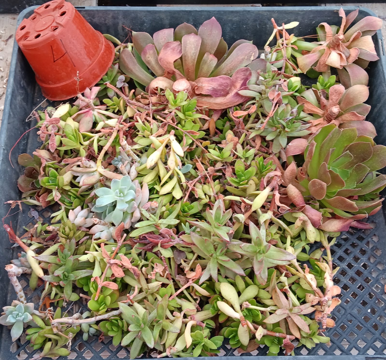 Facebook Succulent TLC SPECIALS-Succulent - Small-The Succulent Source