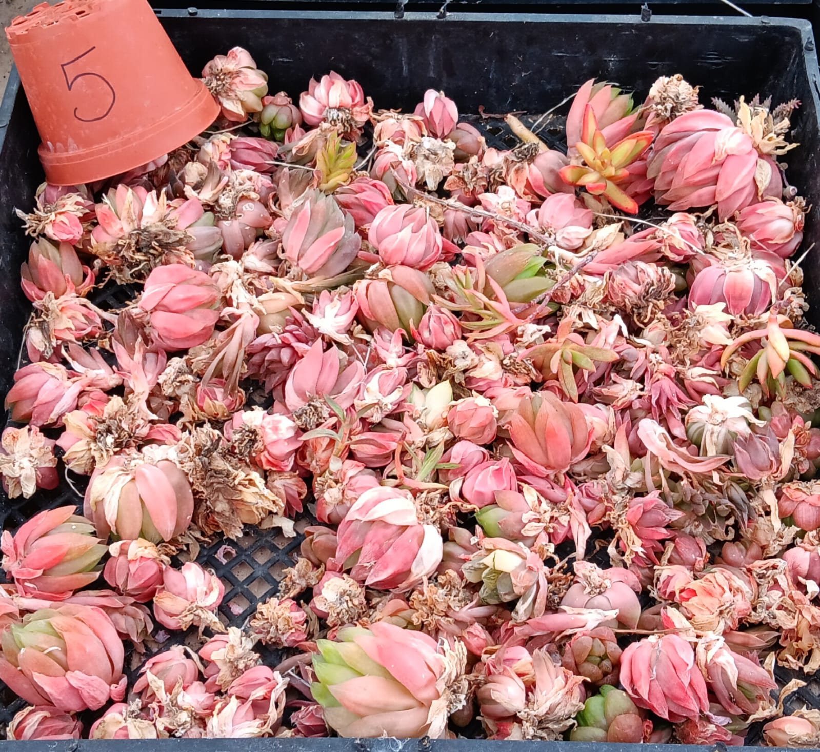 Facebook Succulent TLC SPECIALS-Succulent - Small-The Succulent Source