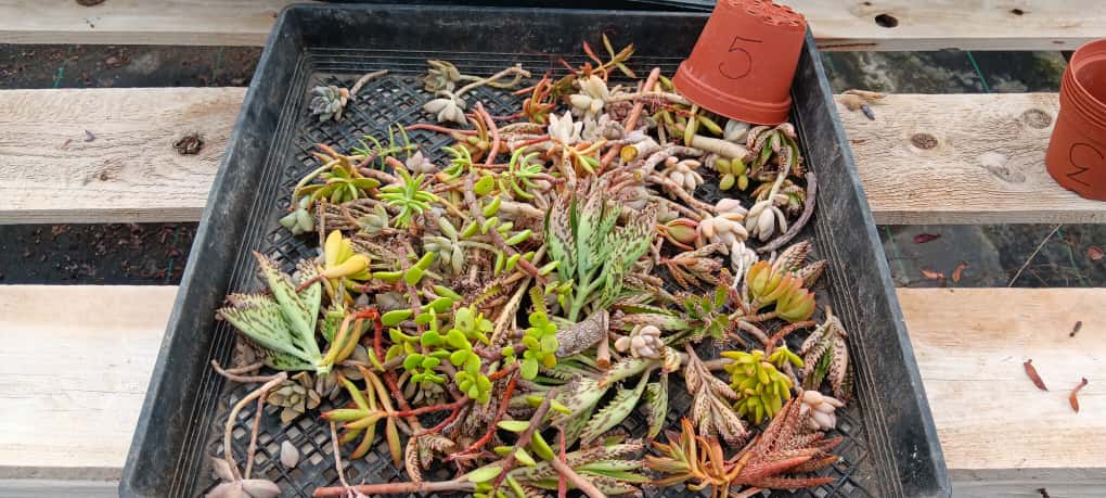 Facebook Succulent TLC Bargain SPECIAL Trays-Succulent - Small-The Succulent Source