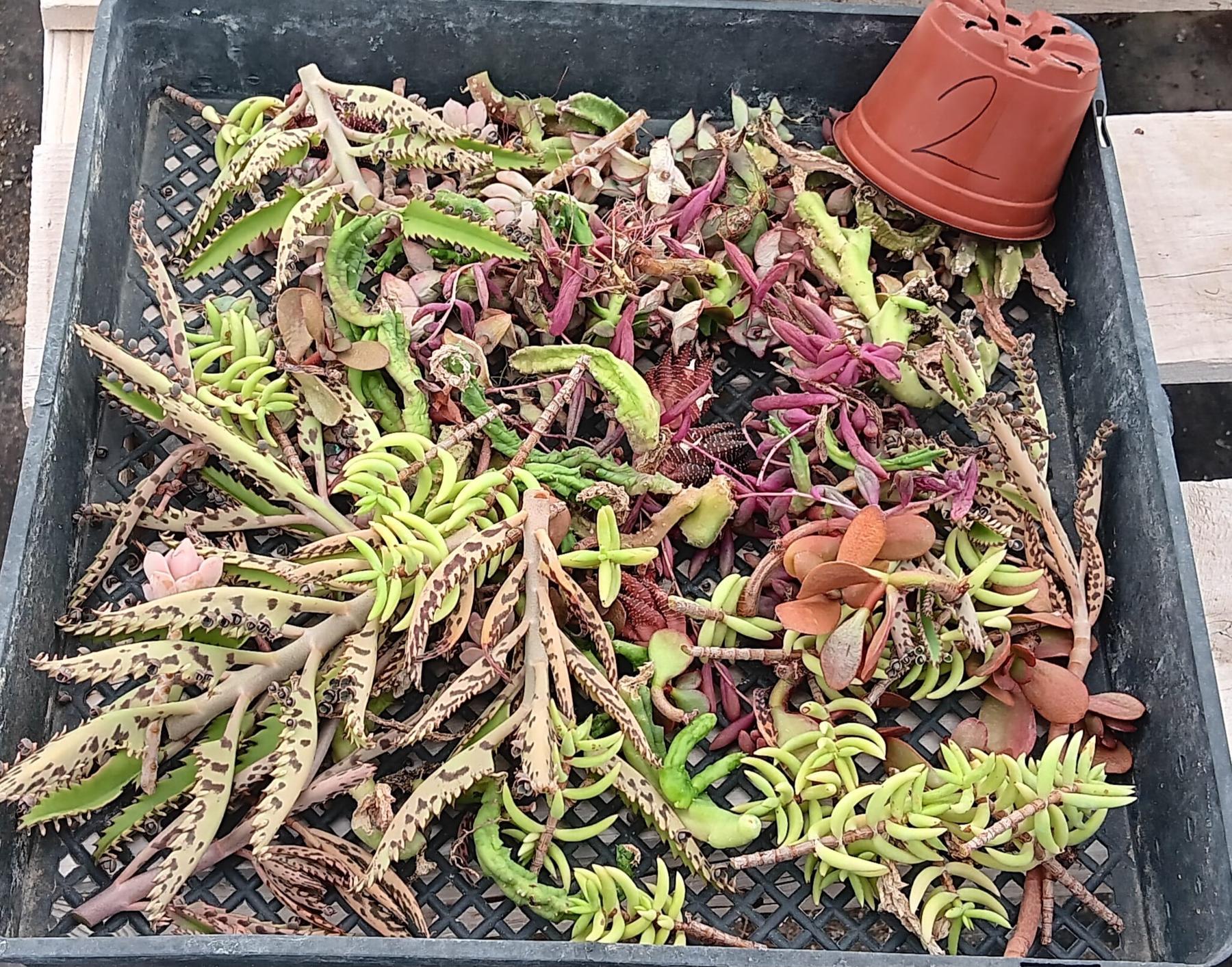 Facebook Succulent TLC Bargain SPECIAL Trays-Succulent - Small-The Succulent Source