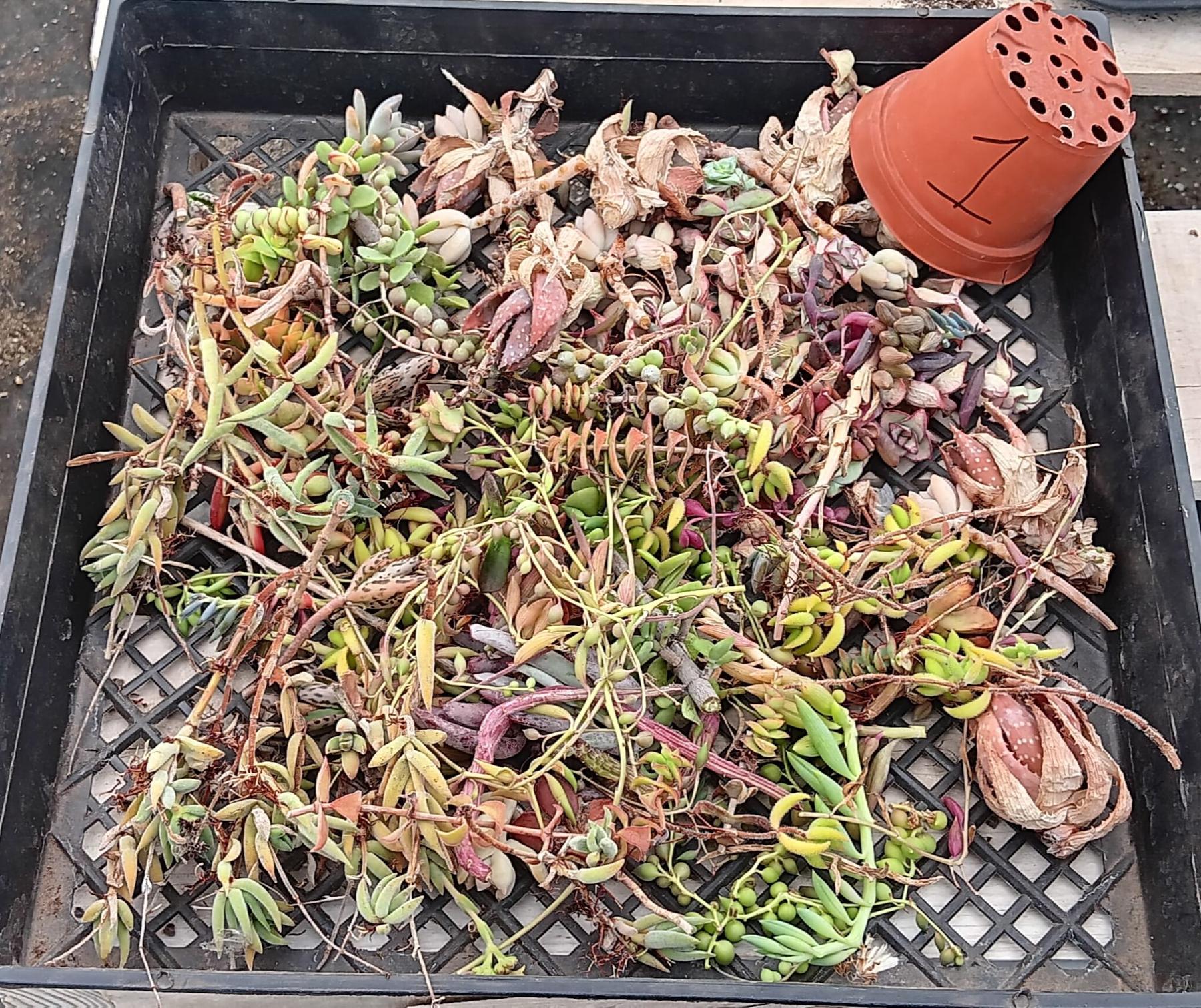Facebook Succulent TLC Bargain SPECIAL Trays-Succulent - Small-The Succulent Source