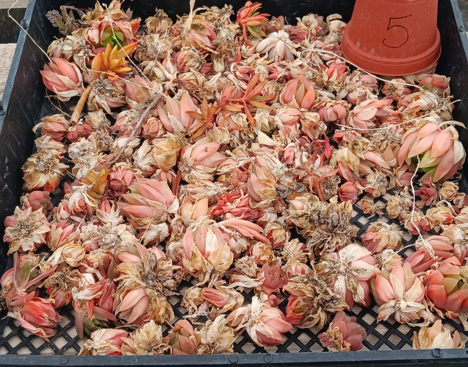 Facebook Succulent TLC SPECIALS-Succulent - Small-The Succulent Source