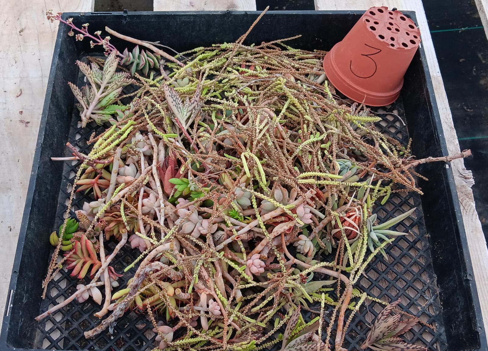 Facebook Succulents TLC Bargain SPECIAL Trays-Succulent - Small-The Succulent Source