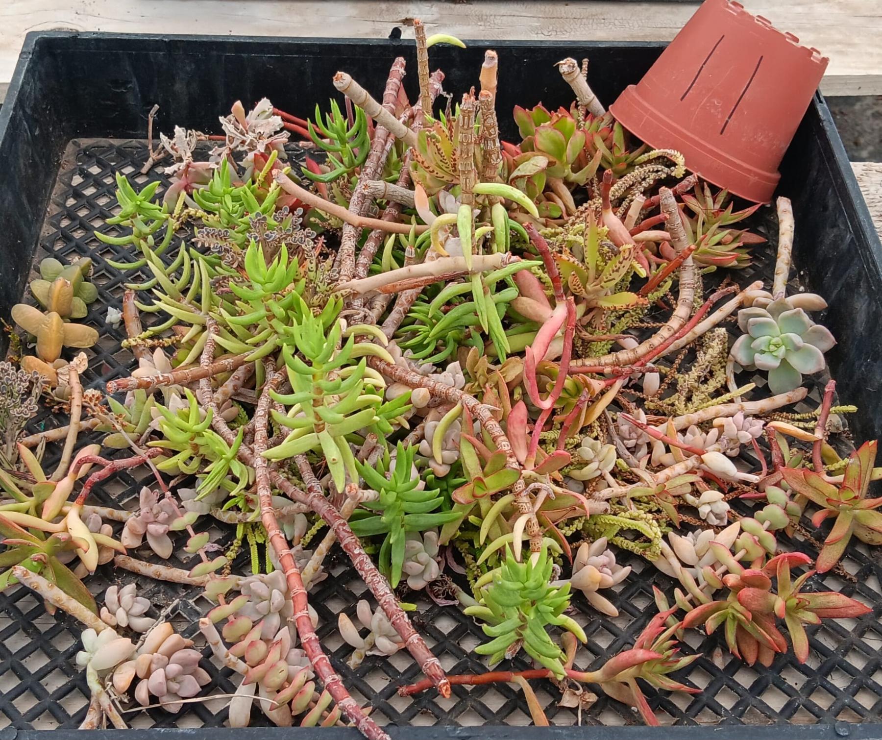 Facebook Succulent TLC SPECIALS-Succulent - Small-The Succulent Source