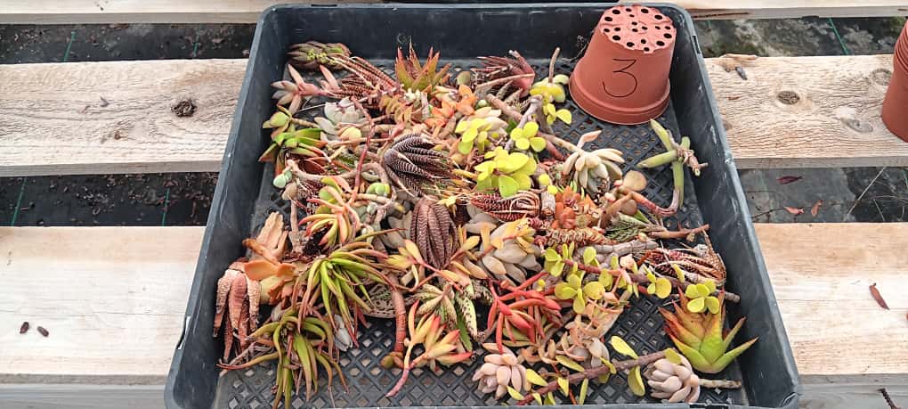 Facebook Succulent TLC Bargain SPECIAL Trays-Succulent - Small-The Succulent Source