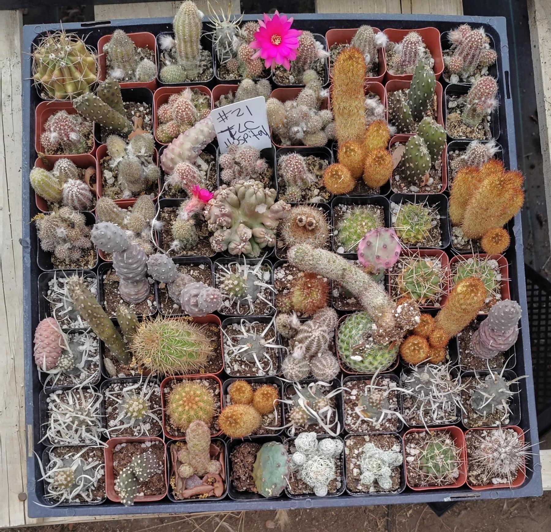 Facebook Succulents TLC Bargain SPECIAL Trays-Succulent - Small-The Succulent Source