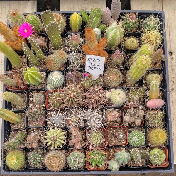 succulent source coupon Facebook Succulents TLC Bargain SPECIAL Trays
