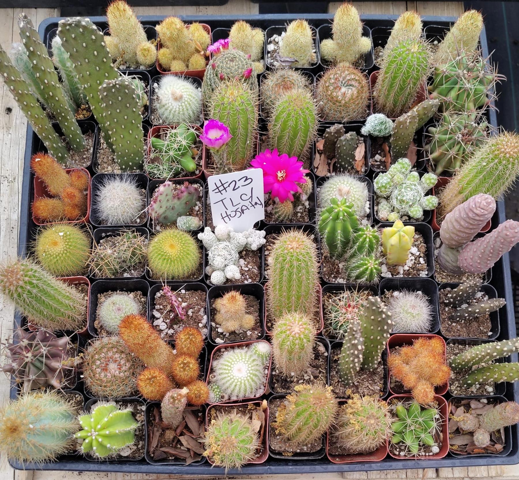 Facebook Succulents TLC Bargain SPECIAL Trays-Succulent - Small-The Succulent Source