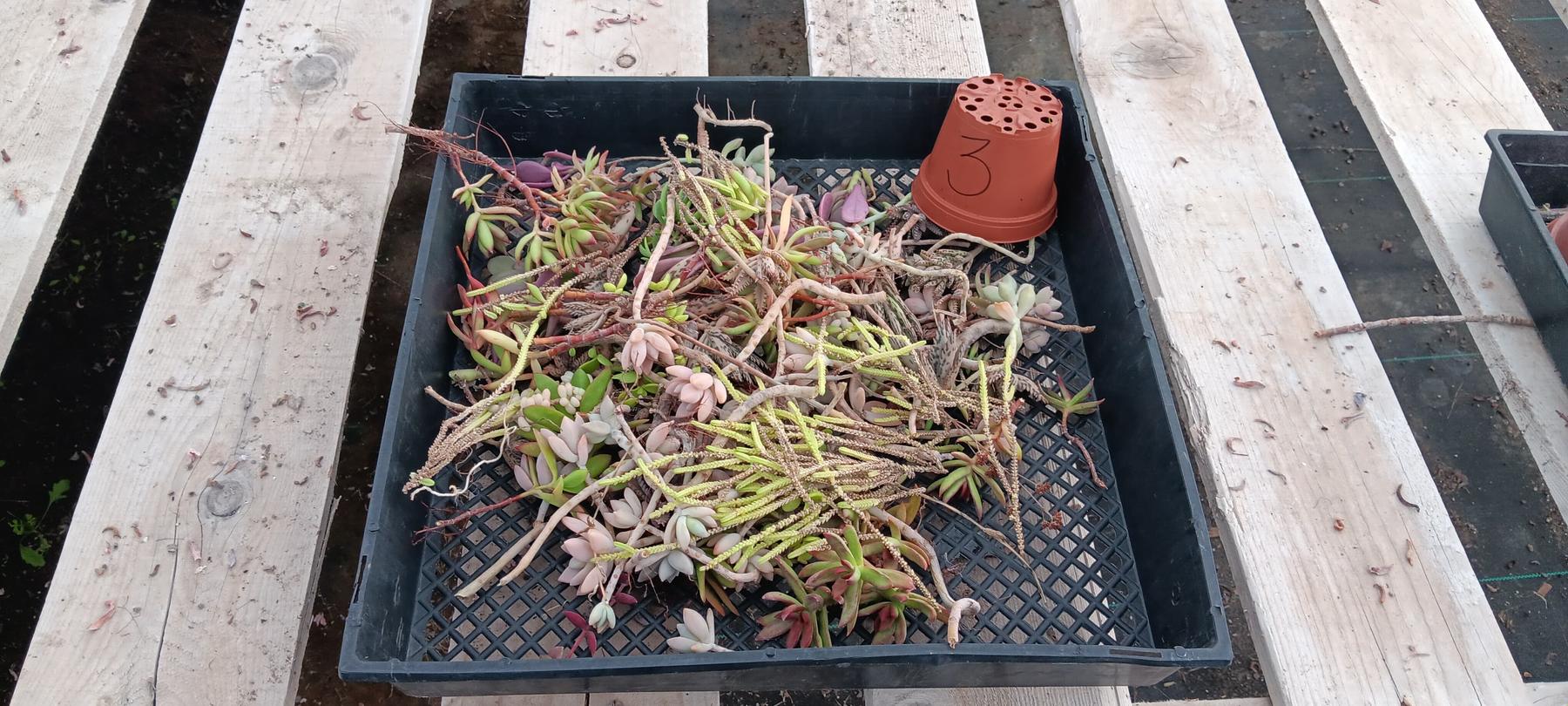 Facebook Succulents TLC Bargain SPECIAL Trays-Succulent - Small-The Succulent Source