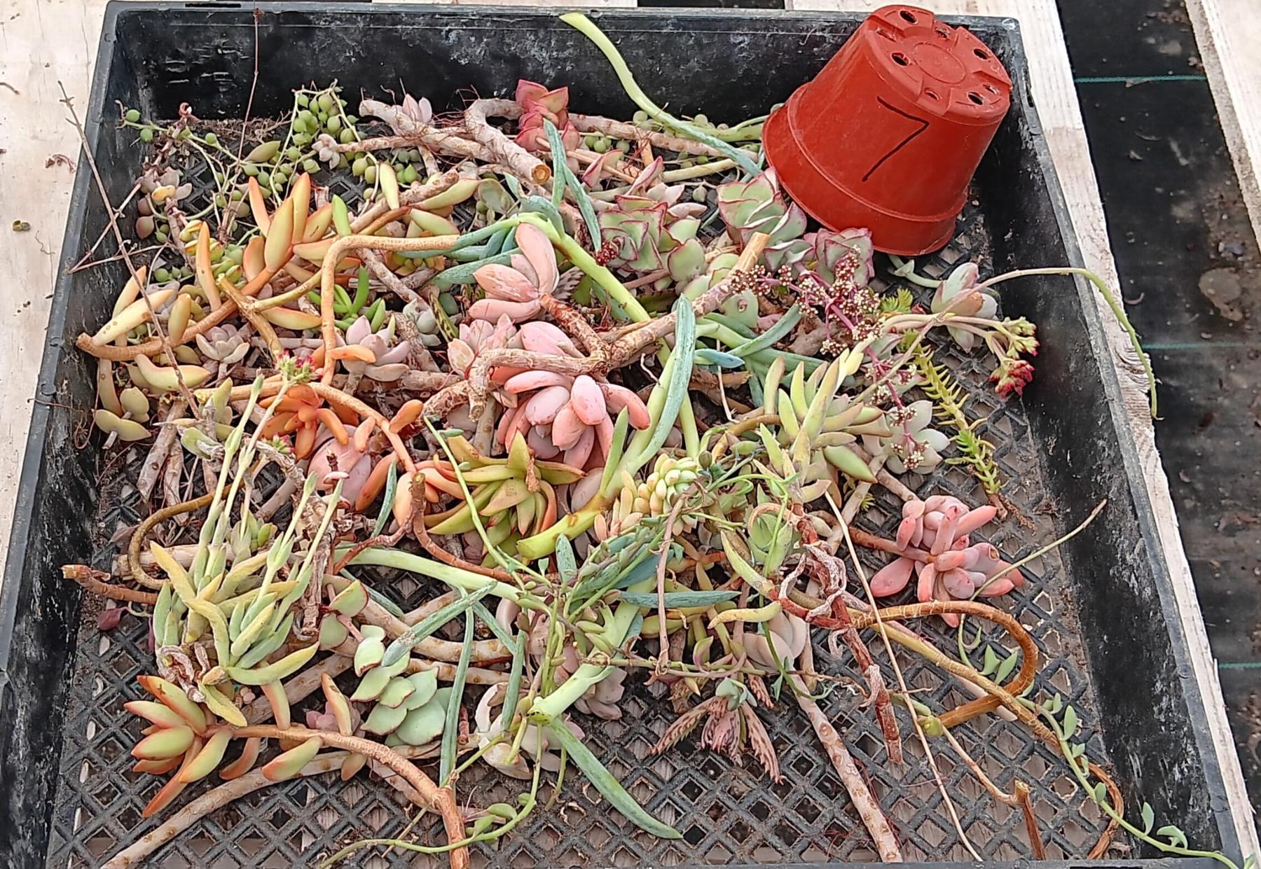 Facebook Succulents TLC Bargain SPECIAL Trays-Succulent - Small-The Succulent Source