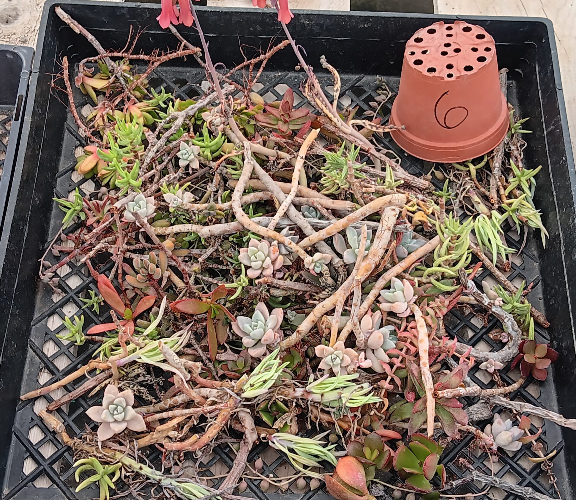 Facebook Succulents TLC Bargain SPECIAL Trays-Succulent - Small-The Succulent Source