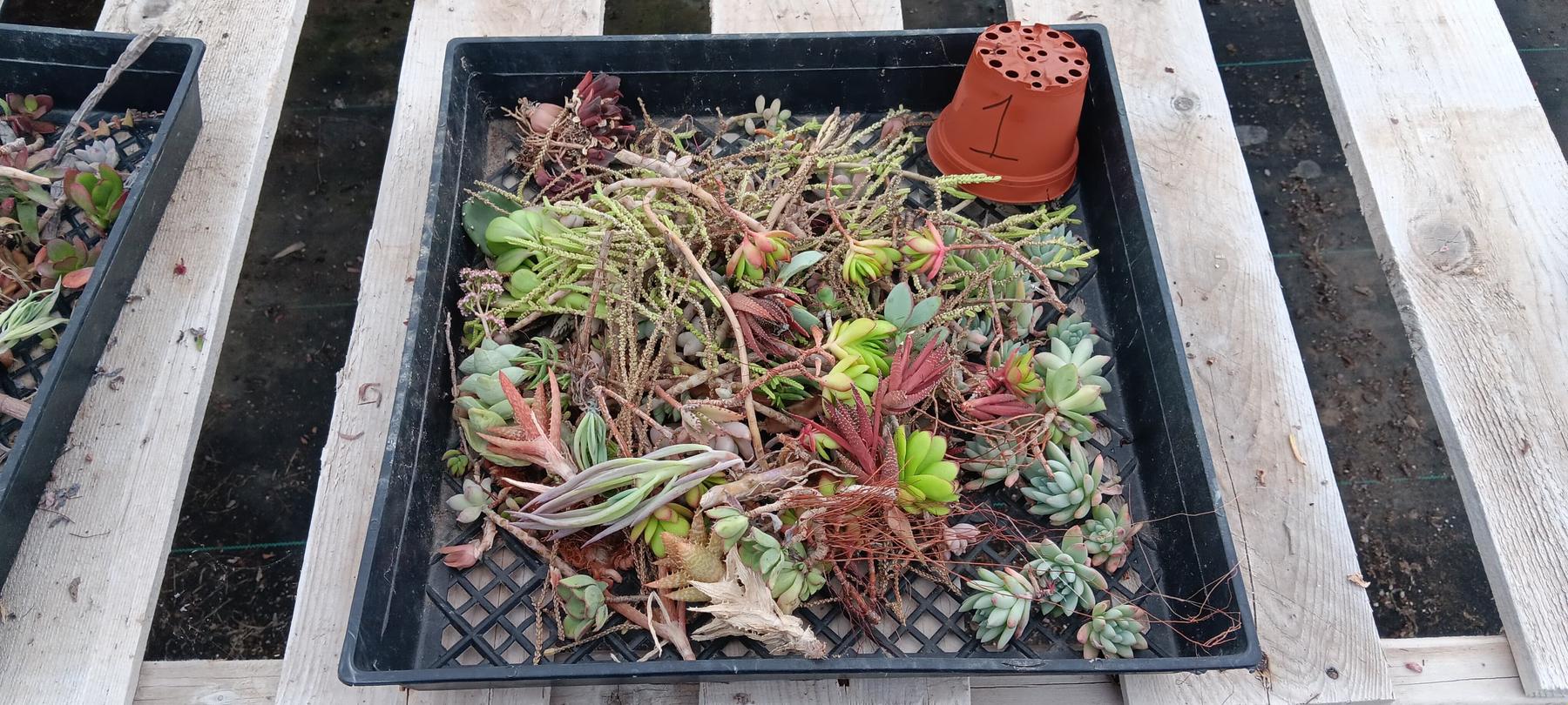 Facebook Succulents TLC Bargain SPECIAL Trays-Succulent - Small-The Succulent Source