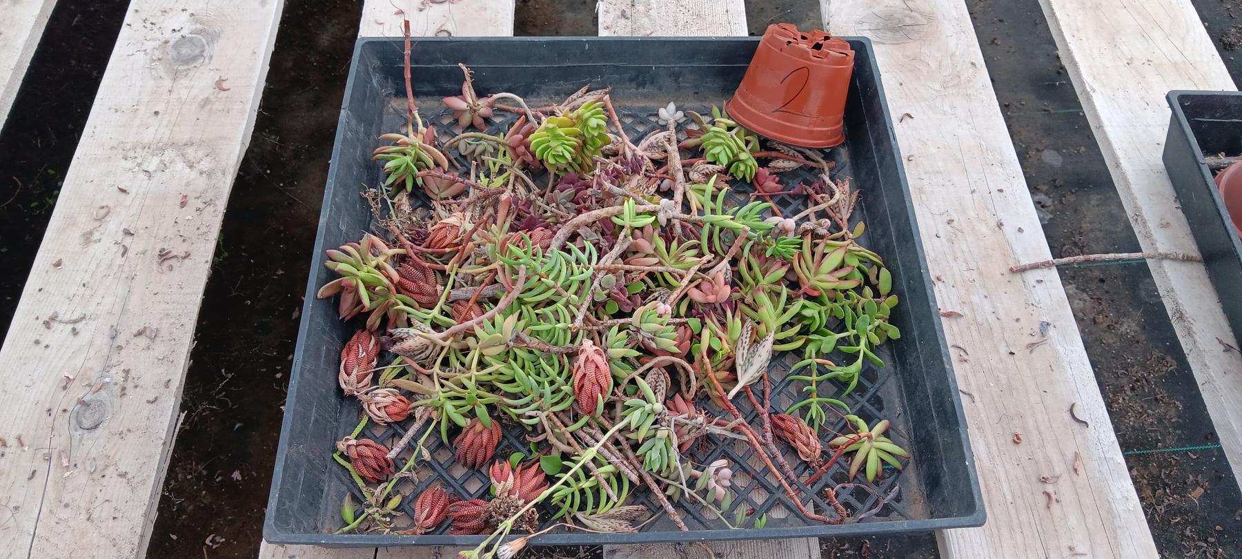 Facebook Succulents TLC Bargain SPECIAL Trays-Succulent - Small-The Succulent Source