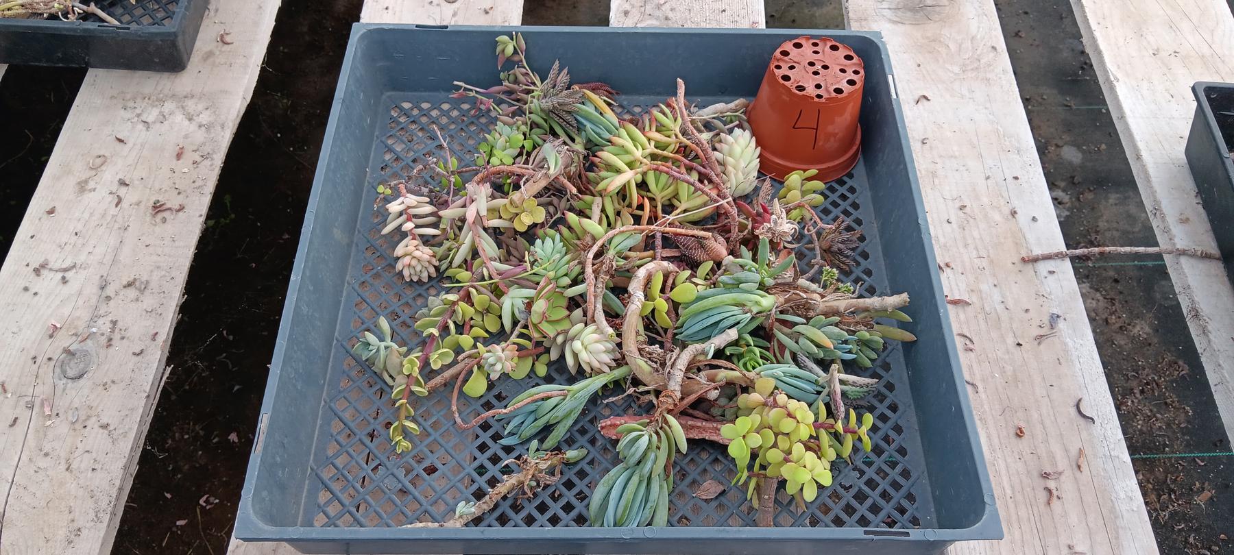 Facebook Succulents TLC Bargain SPECIAL Trays-Succulent - Small-The Succulent Source