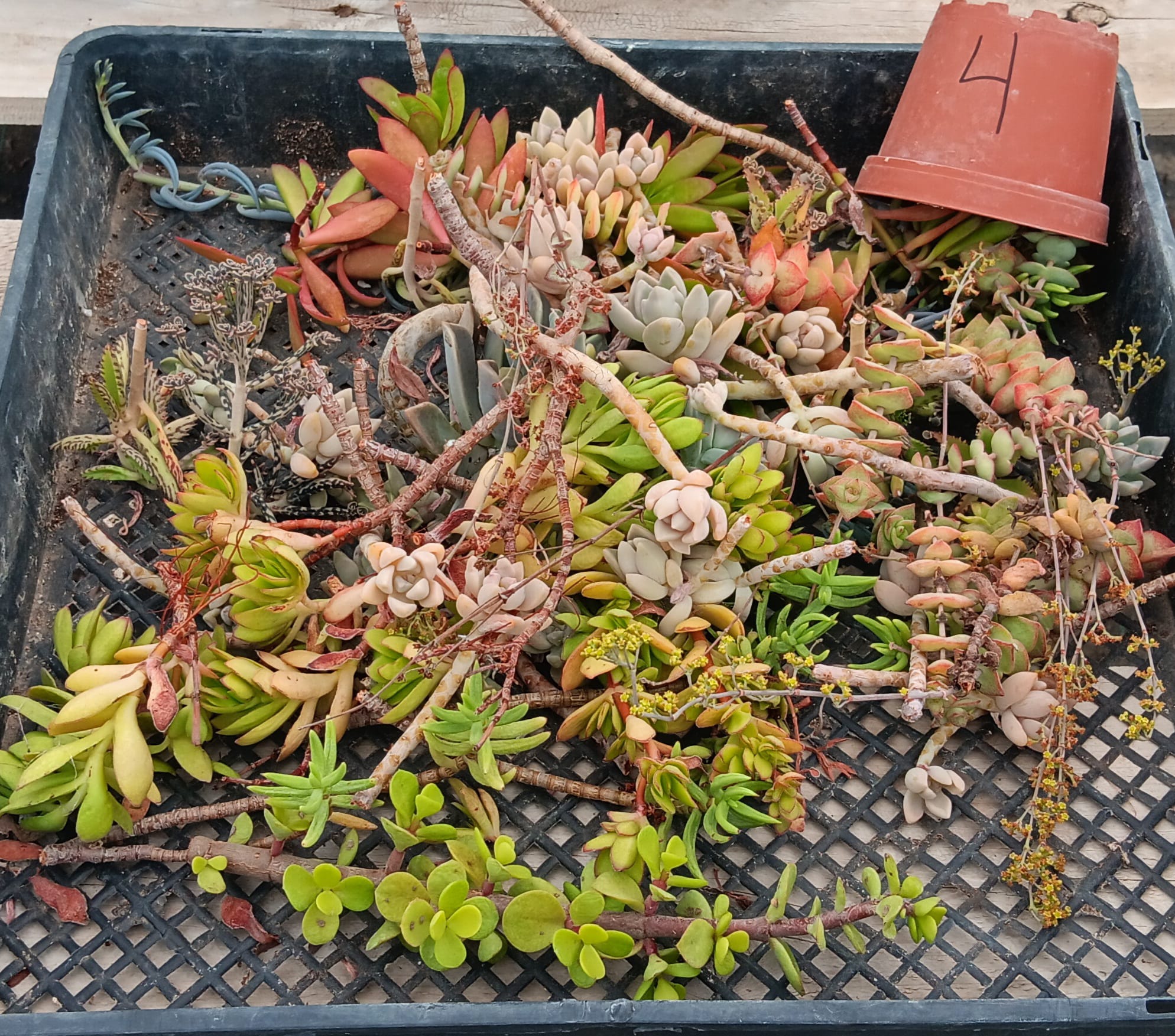 Facebook Succulent TLC SPECIALS-Succulent - Small-The Succulent Source
