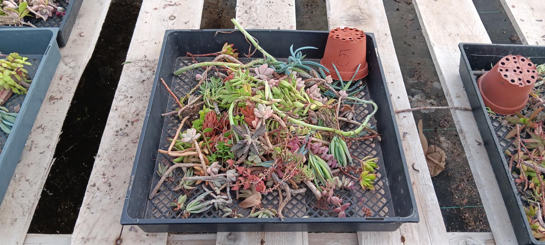 Facebook Succulents TLC Bargain SPECIAL Trays-Succulent - Small-The Succulent Source