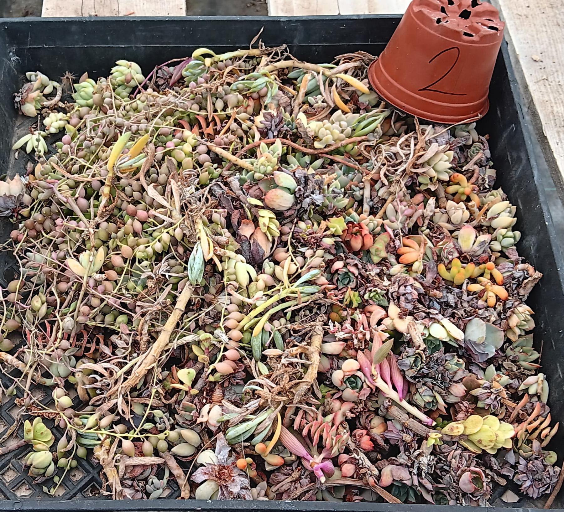 Facebook Succulent TLC SPECIALS-Succulent - Small-The Succulent Source