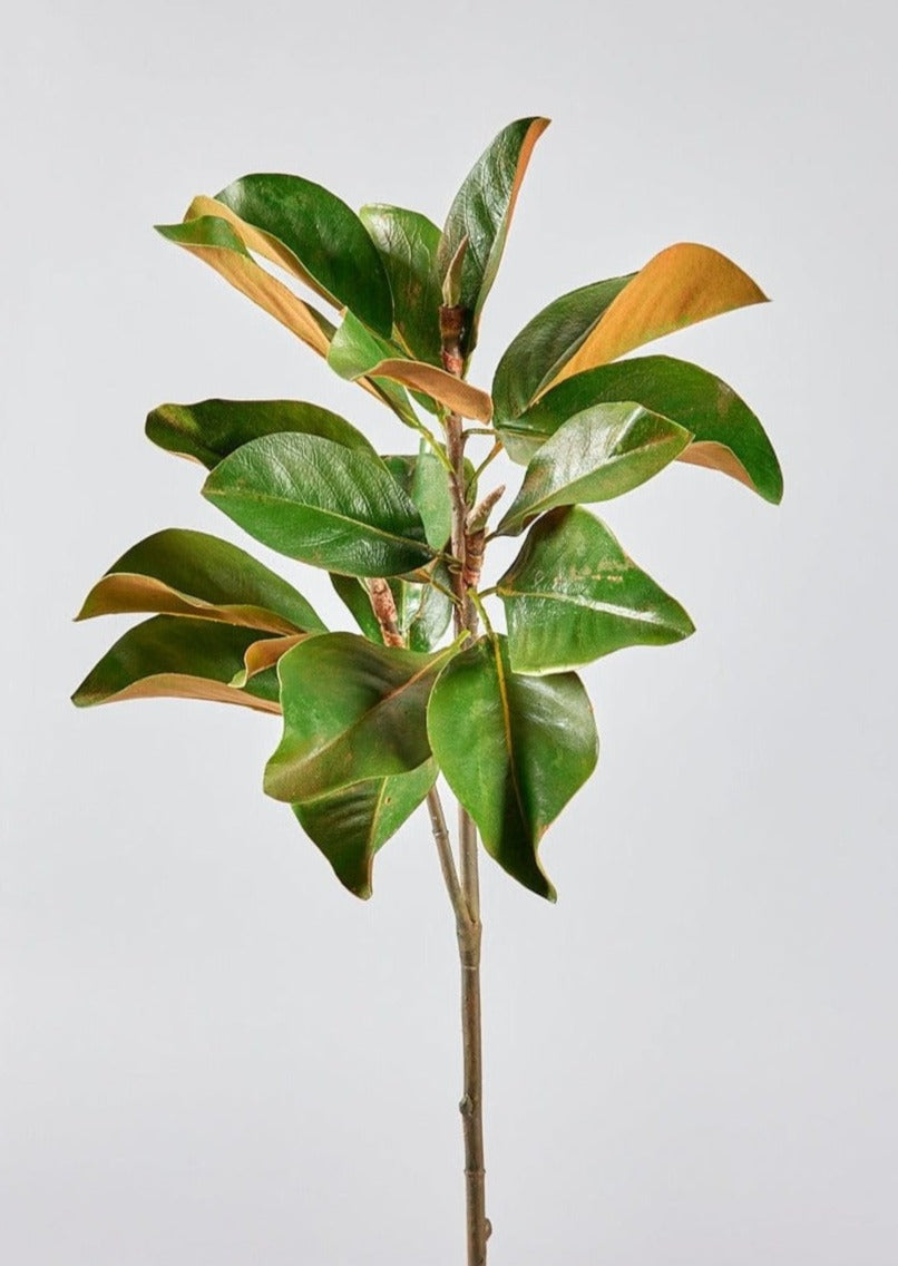 Faux Magnolia Leaf Branch - 41"-Everyday Plants-The Succulent Source