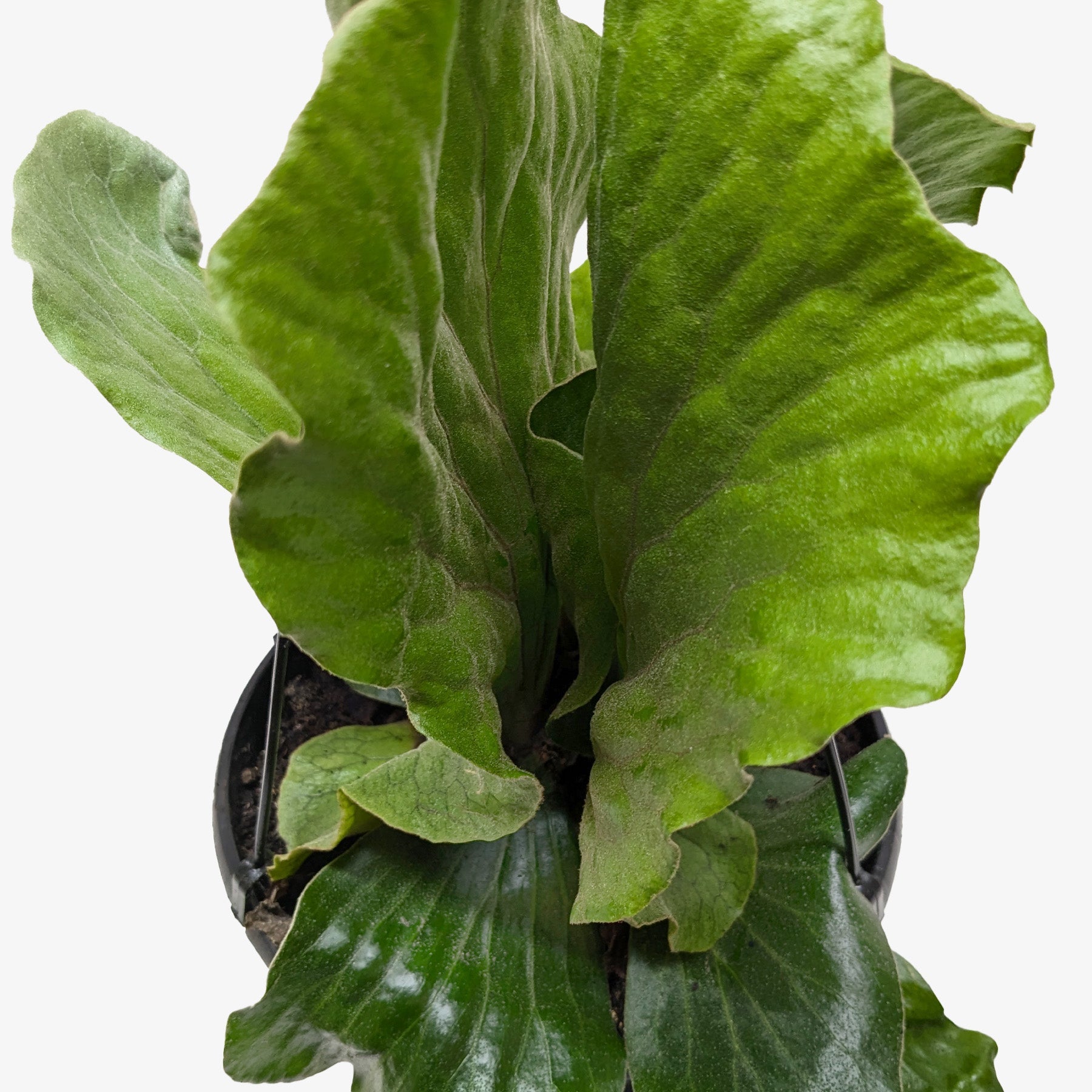 Fern 'Elephant'-6" Plant-The Succulent Source