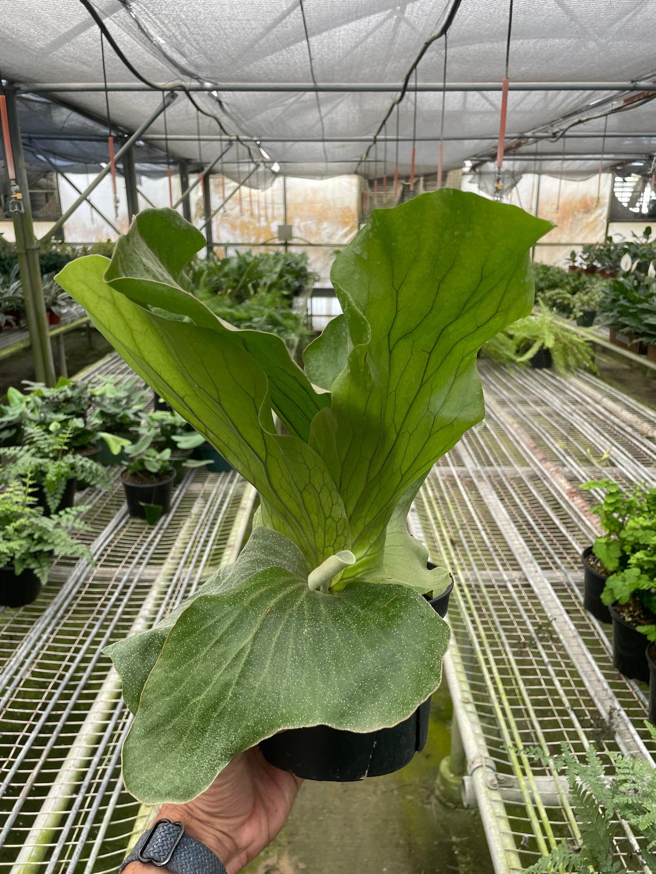 Fern 'Elephant'-6" Plant-The Succulent Source
