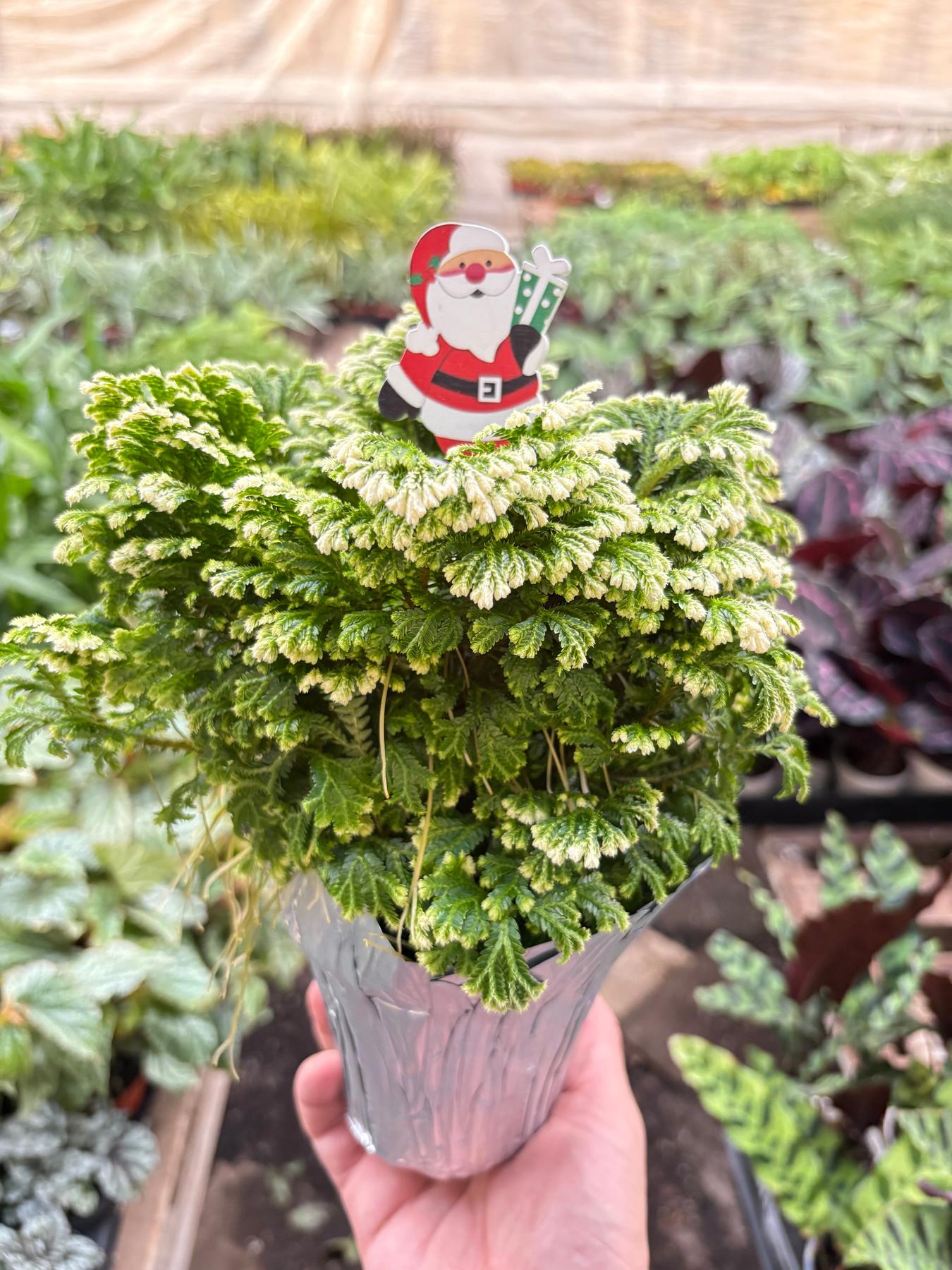Fern 'Frosty'-Indoor Plants-The Succulent Source