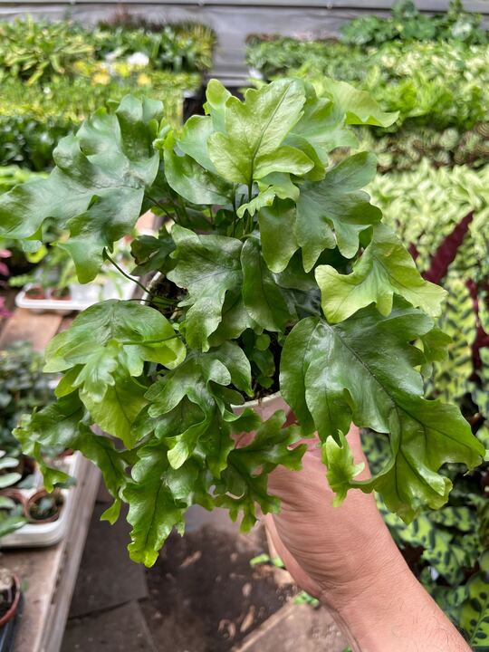 Fern 'Nicolas Diamond'-Indoor Plants-The Succulent Source