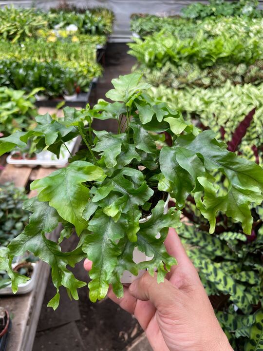 Fern 'Nicolas Diamond'-Indoor Plants-The Succulent Source