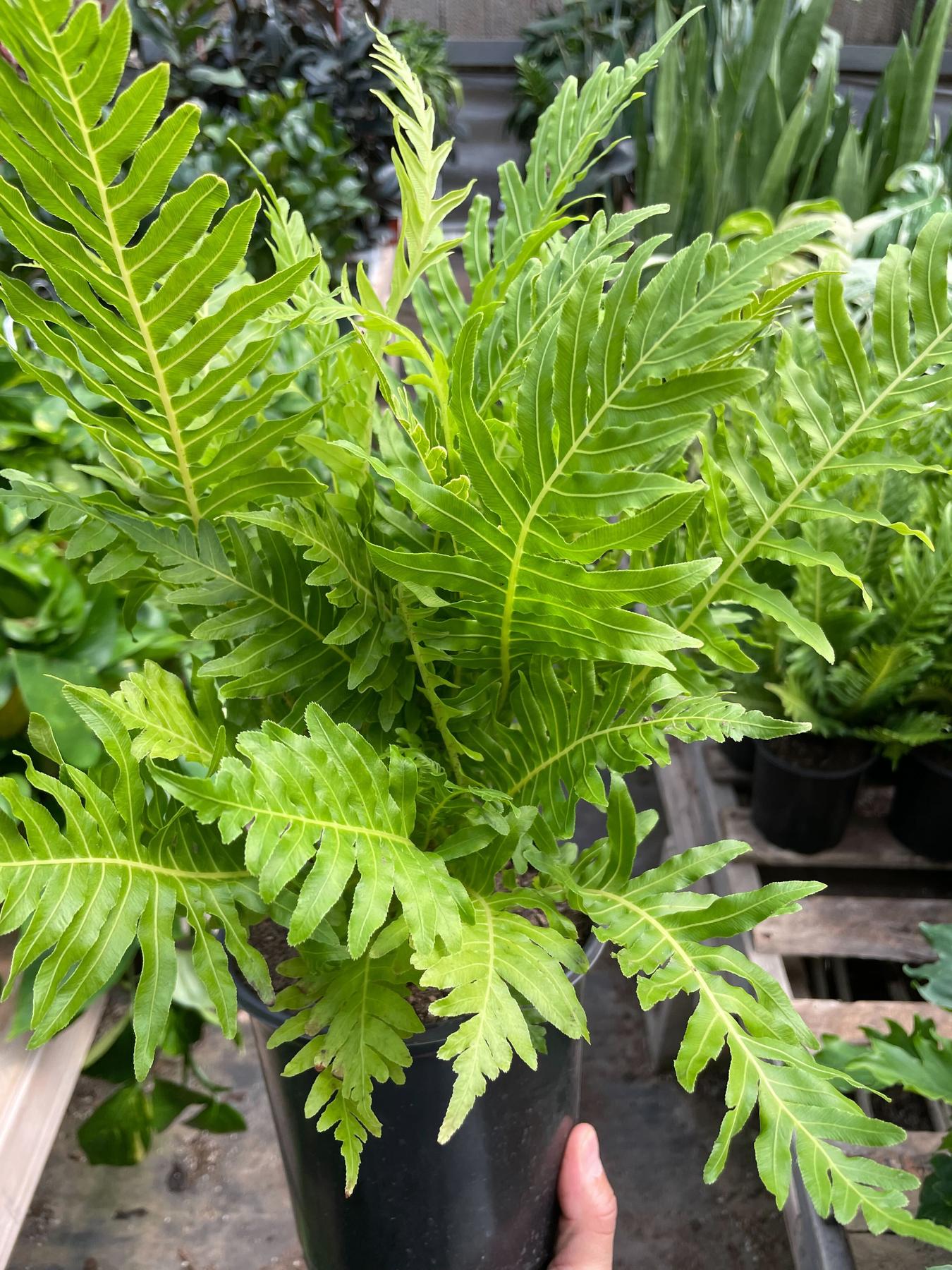 Fern Silver Lady - 6" Pot-Indoor Plants-The Succulent Source