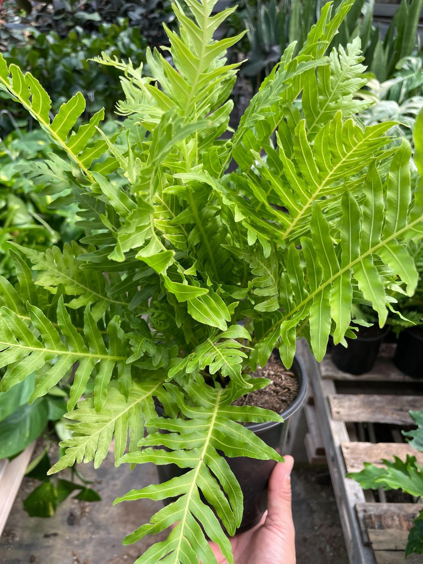 Fern Silver Lady - 6" Pot-Indoor Plants-The Succulent Source
