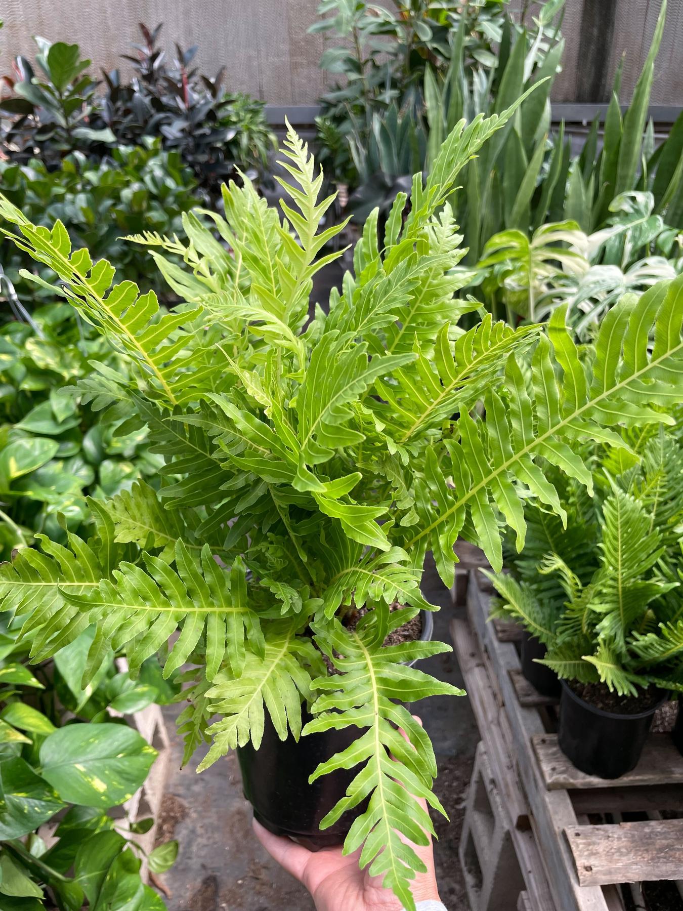 Fern Silver Lady - 6" Pot-Indoor Plants-The Succulent Source