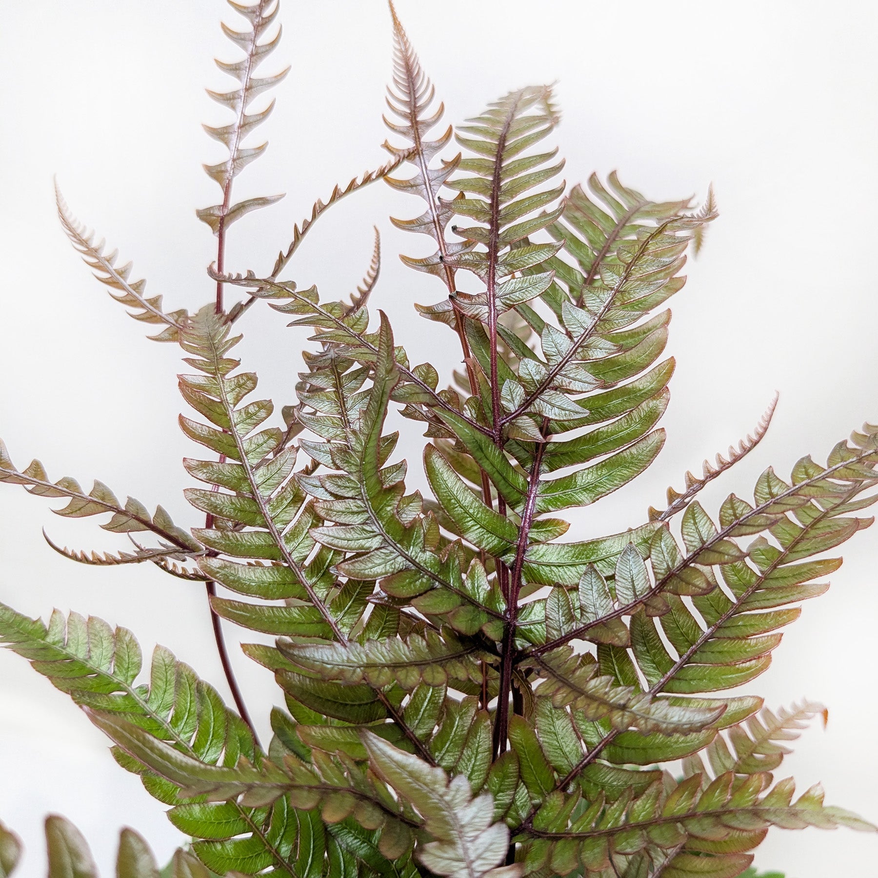 Fern 'Tricolor Pteris'-2" Plant (1pk/$0.75) ($4 Ship/12oz)-The Succulent Source