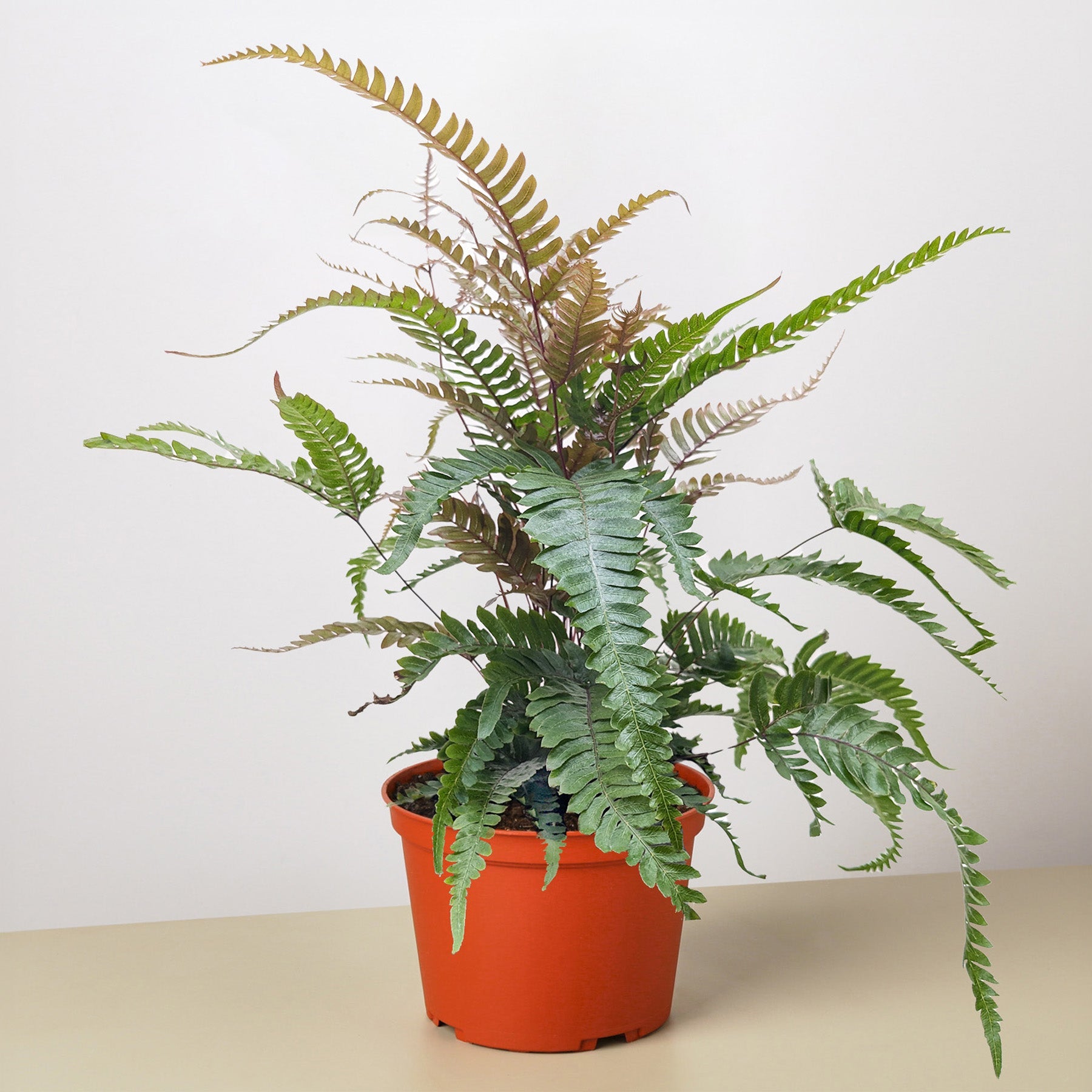 Fern 'Tricolor Pteris'-2" Plant (1pk/$0.75) ($4 Ship/12oz)-The Succulent Source
