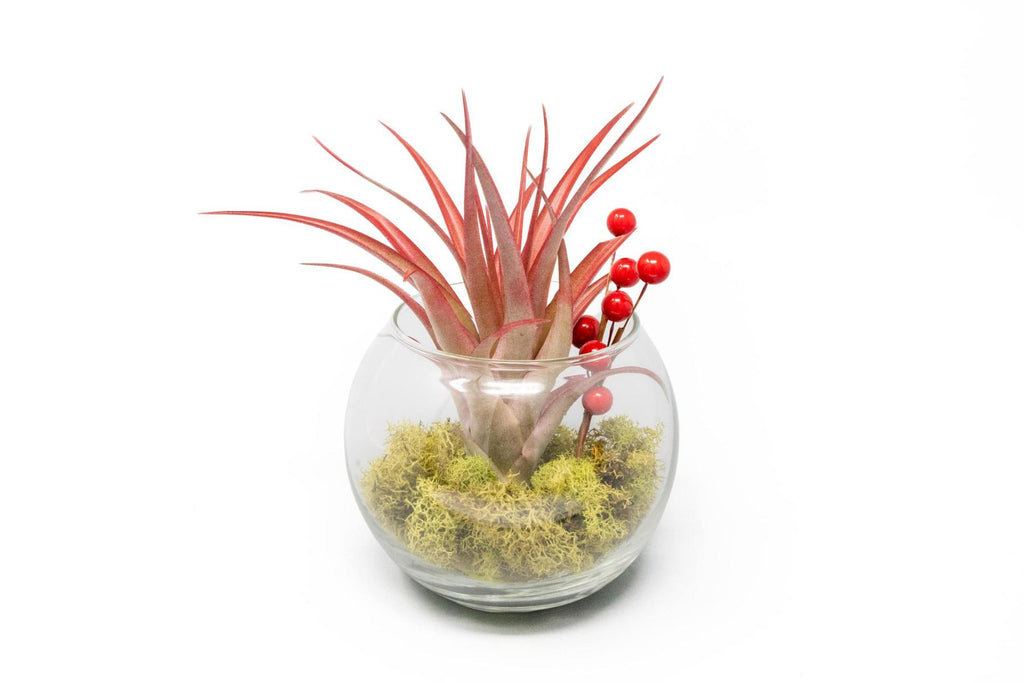moss and air plant terrarium Festive Terrarium with Green Reindeer Moss, Berry Sprig, & Tillandsia